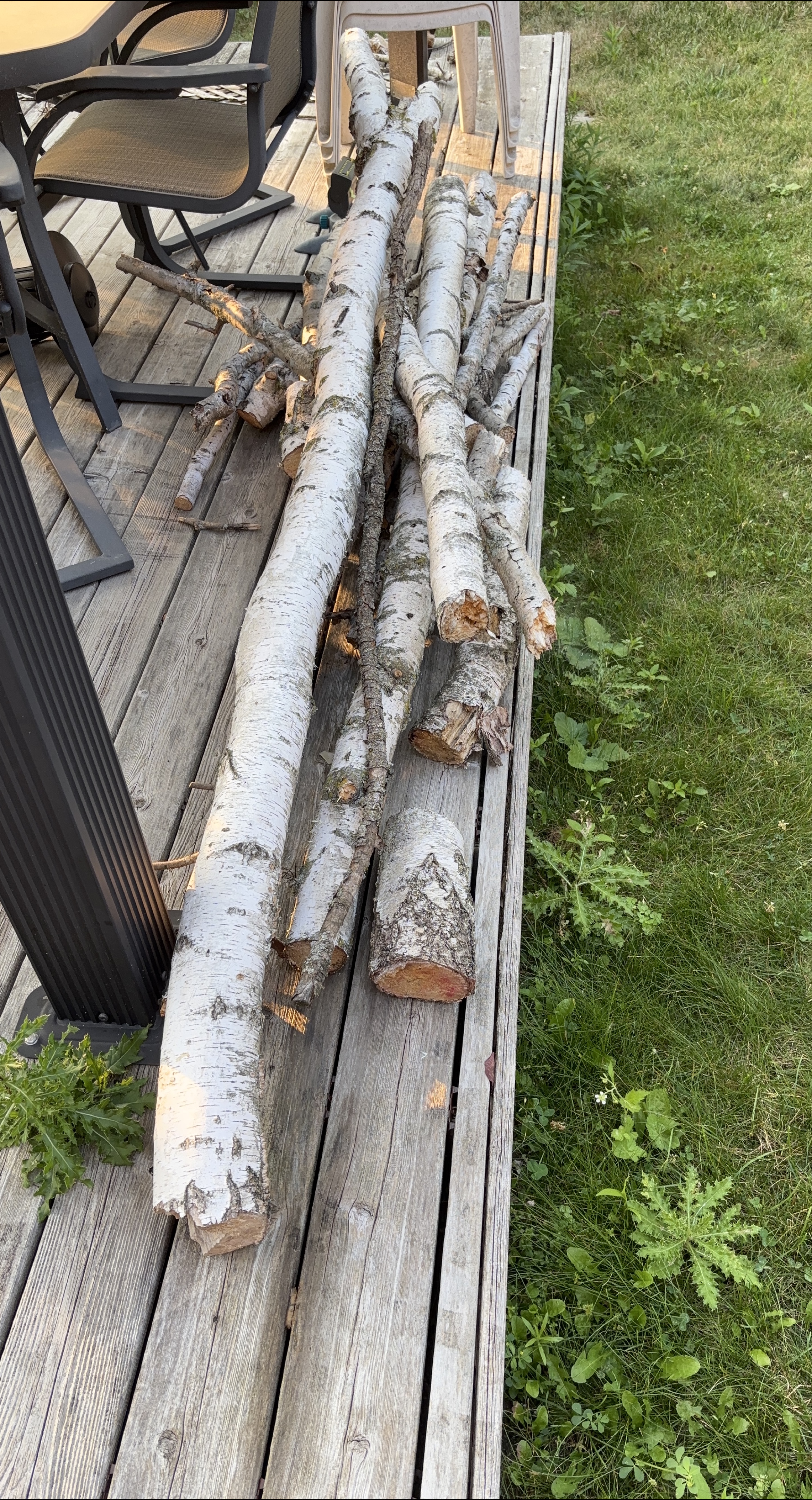 Birch tree logs for sale thumbnail