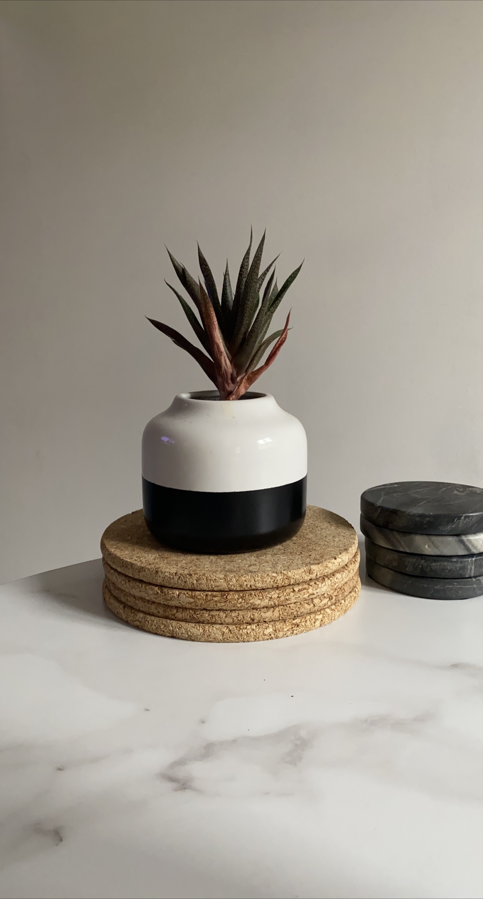 Small Plant with Black and White Pot thumbnail