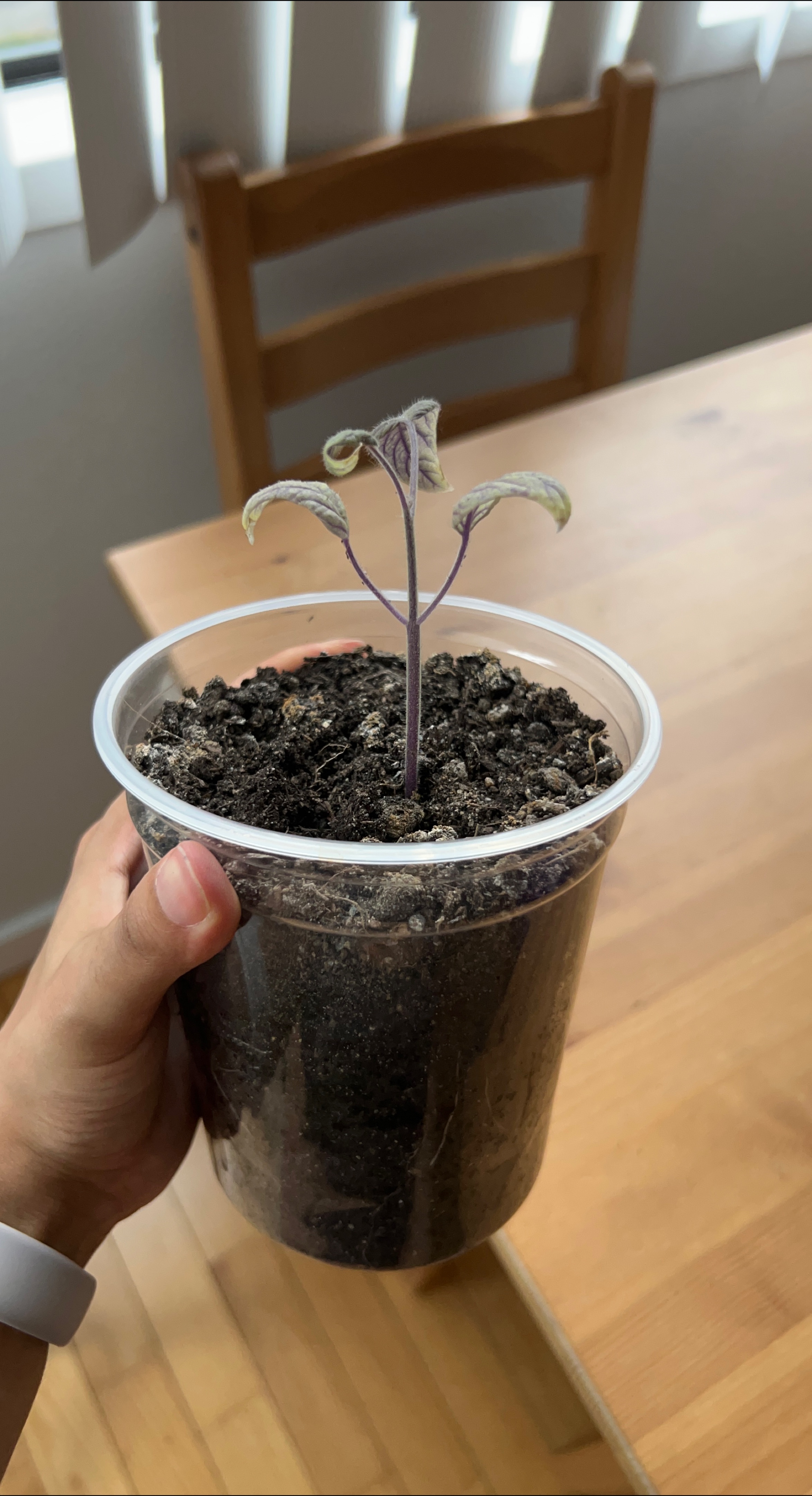 Tomato seedling 🧡 thumbnail