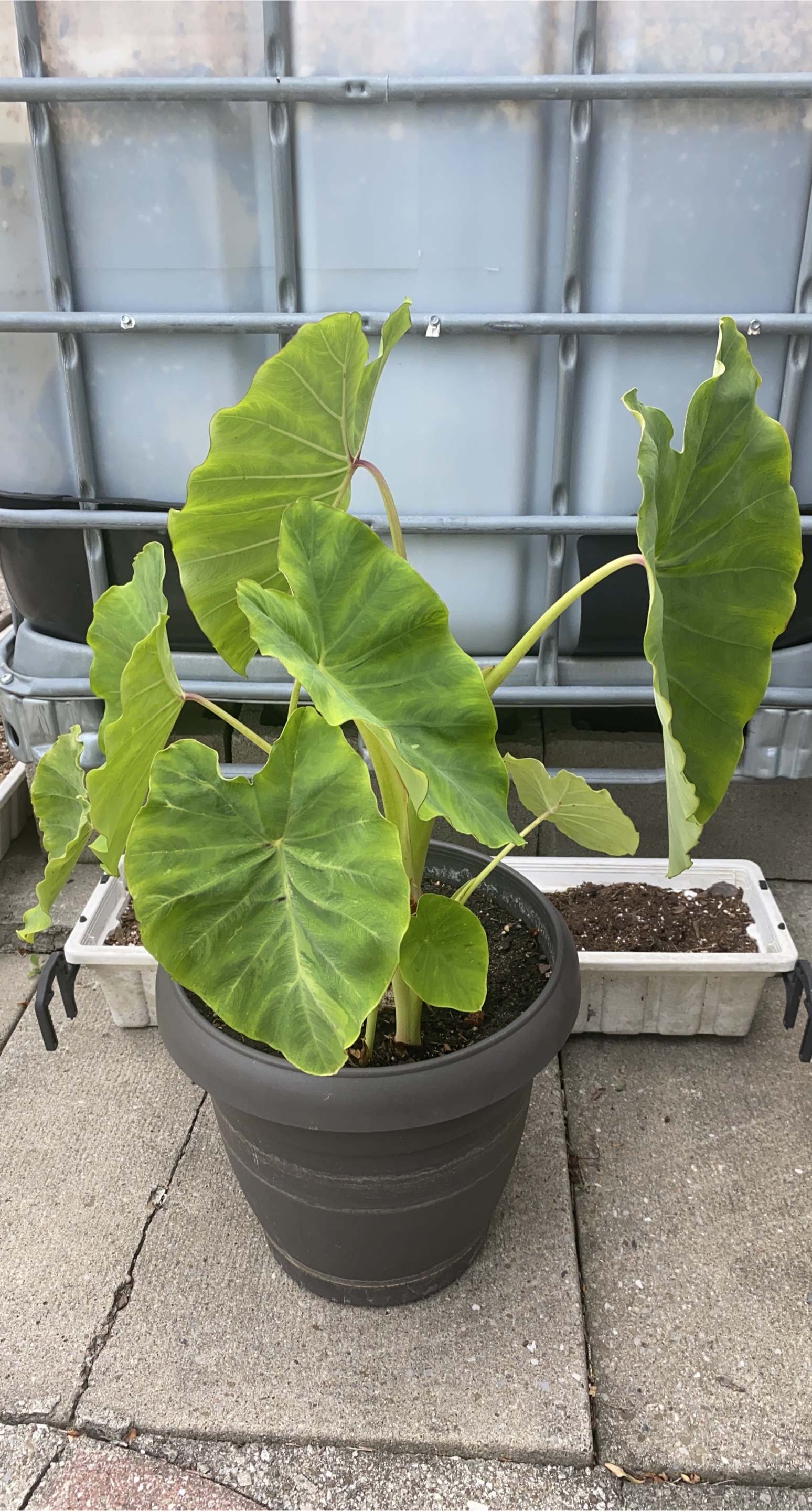 Potted Elephant Ear Plant 🧡 thumbnail
