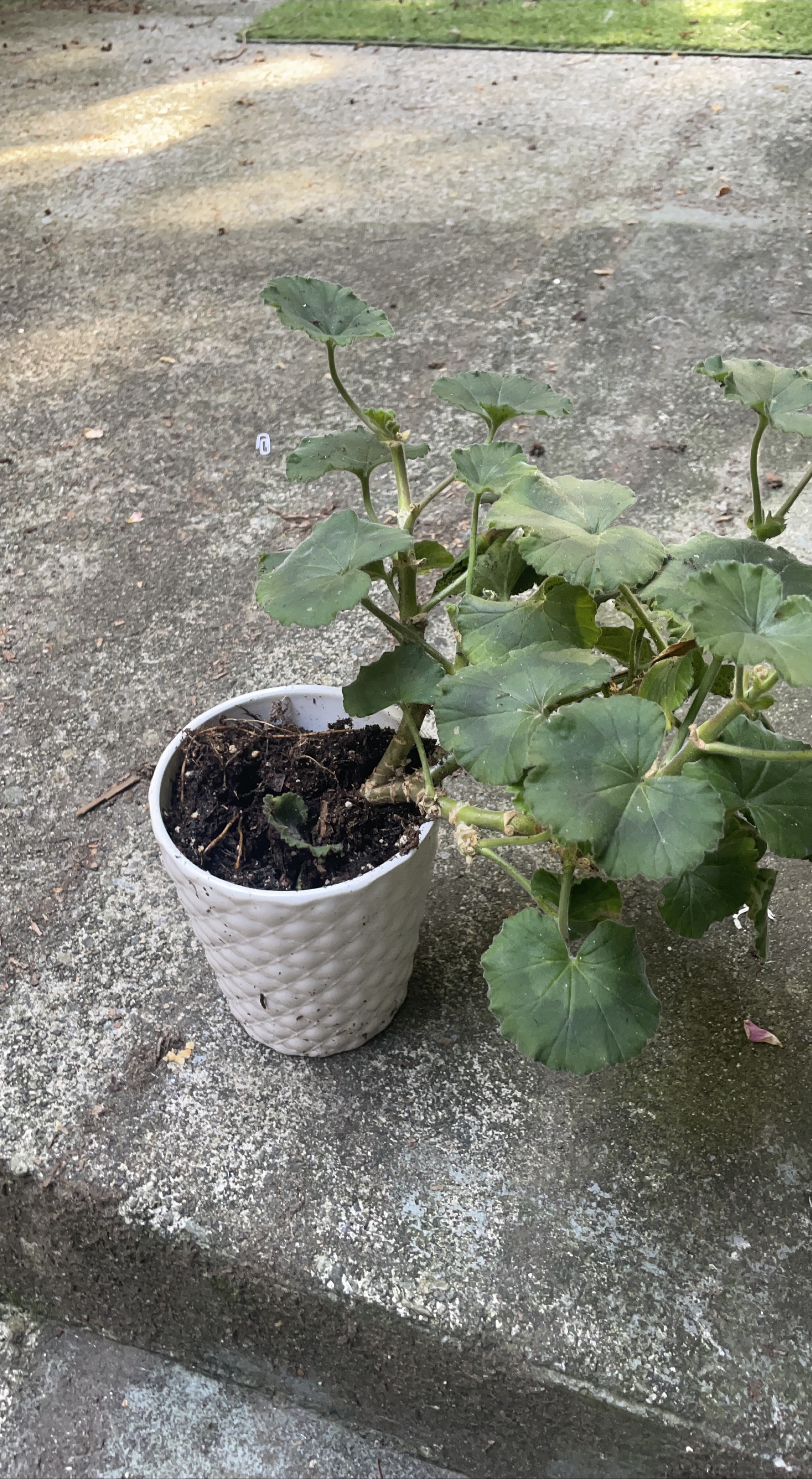 Free Potted Geranium Plant