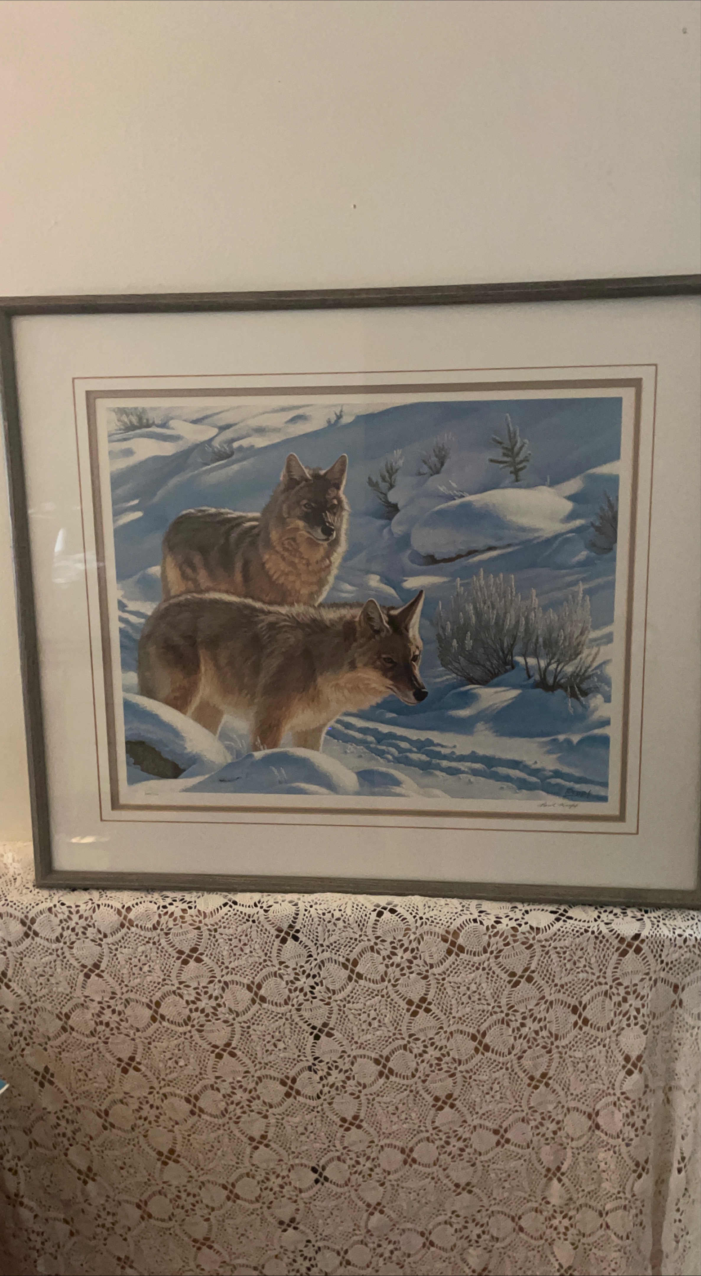 Framed Print of Two Coyotes in Snow