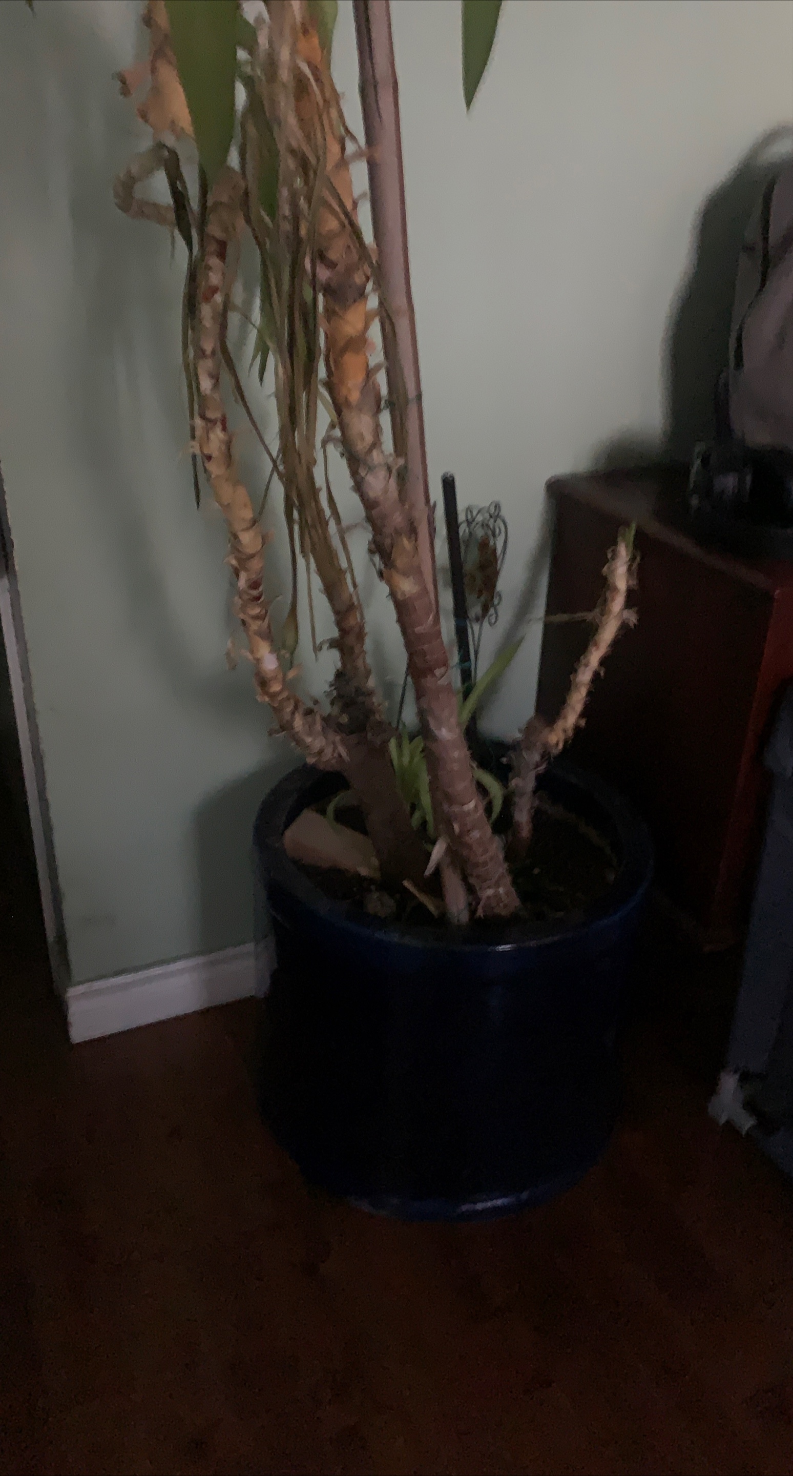 Potted Plant thumbnail