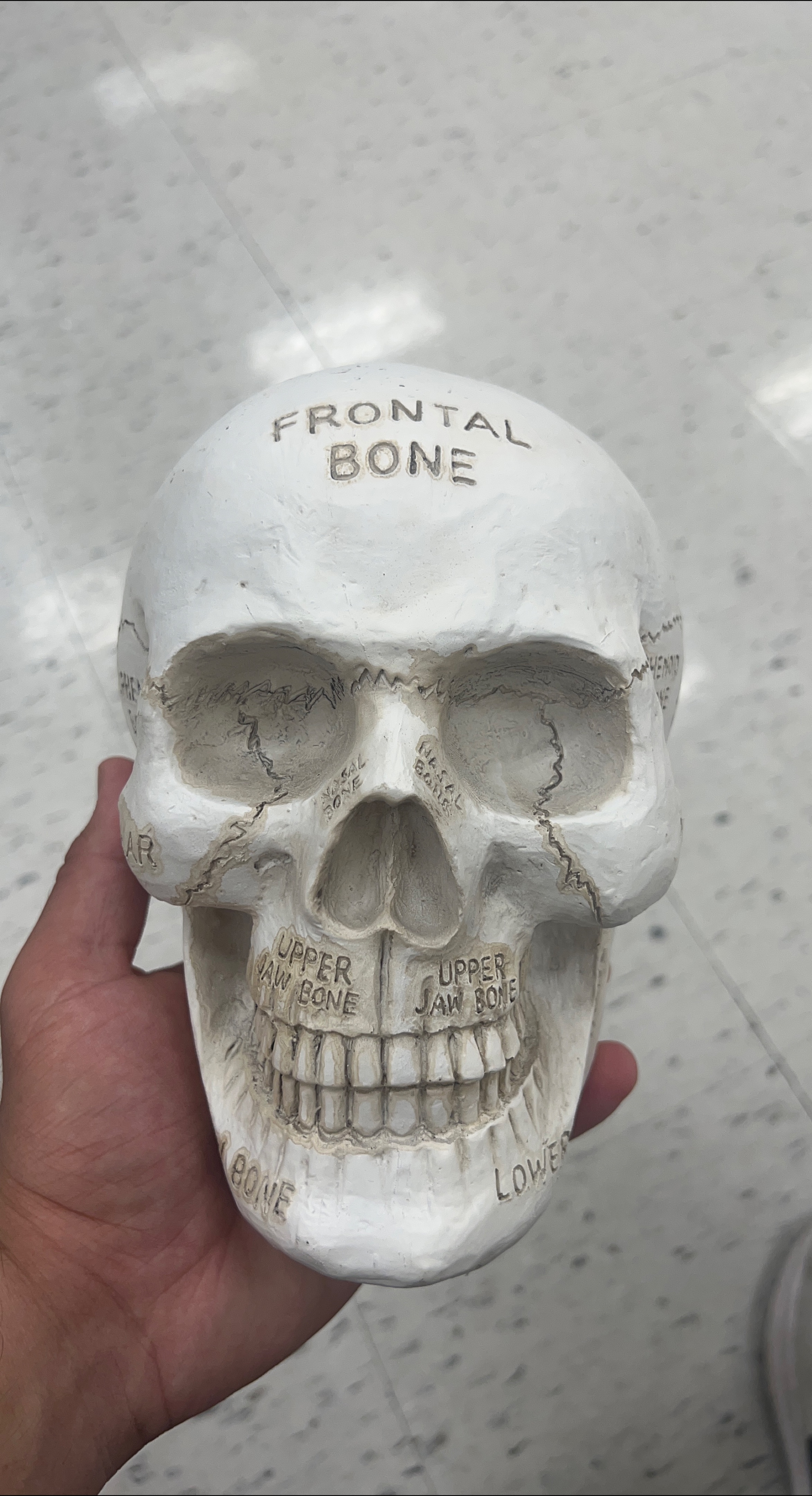 Anatomical Skull Model thumbnail
