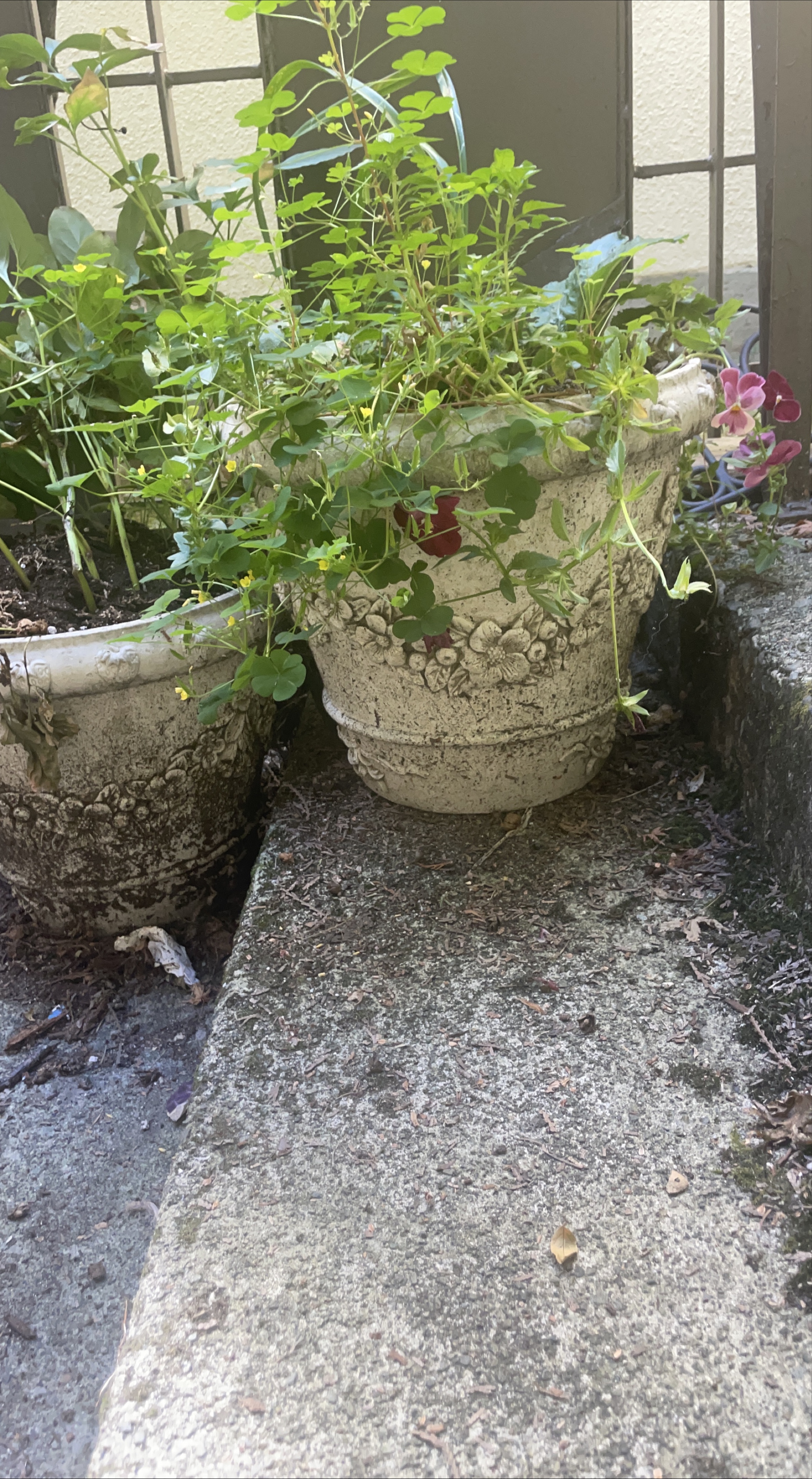 2  beautiful pots with planted peonies thumbnail