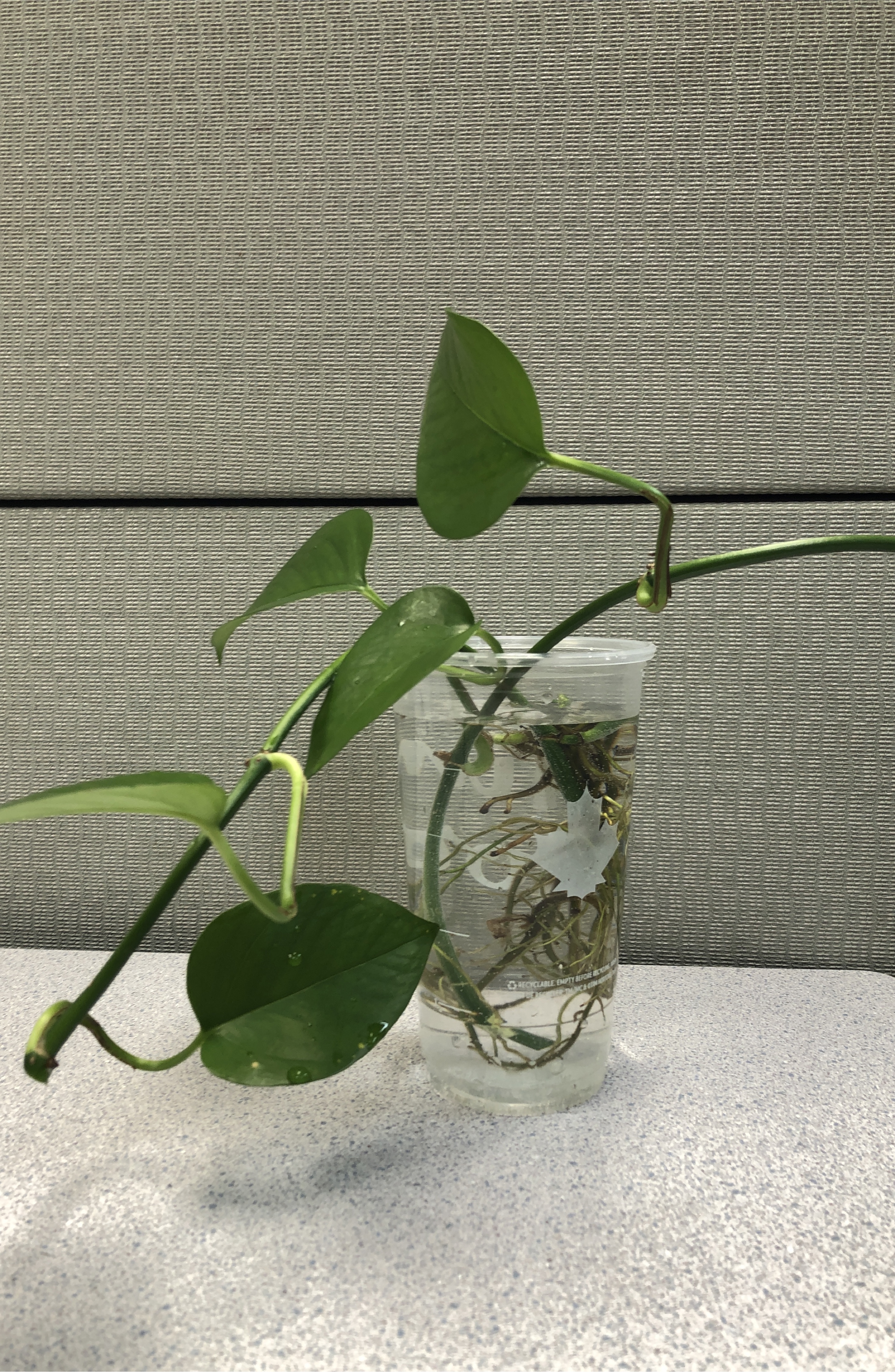 🧡two branches of Pothos Plant Cutting in the Cup thumbnail