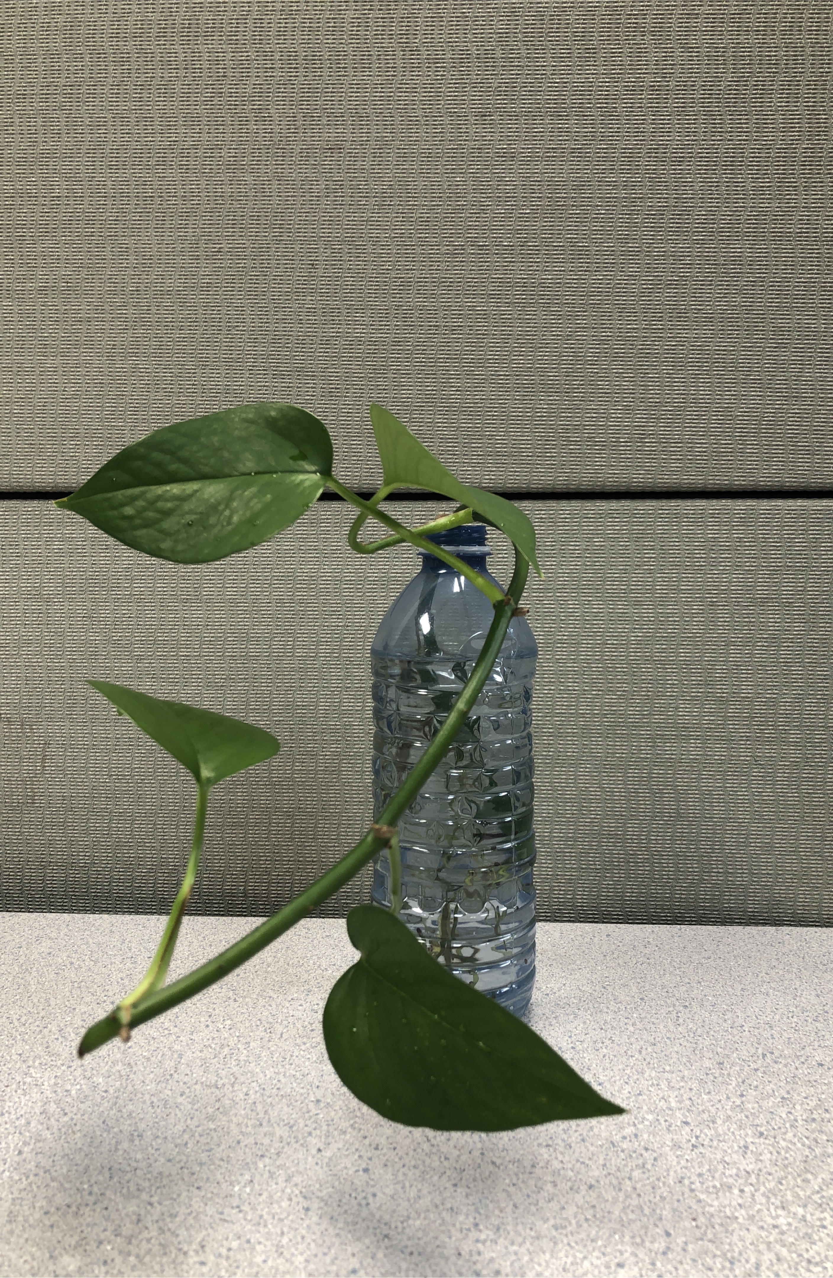 Pothos plant cutting thumbnail