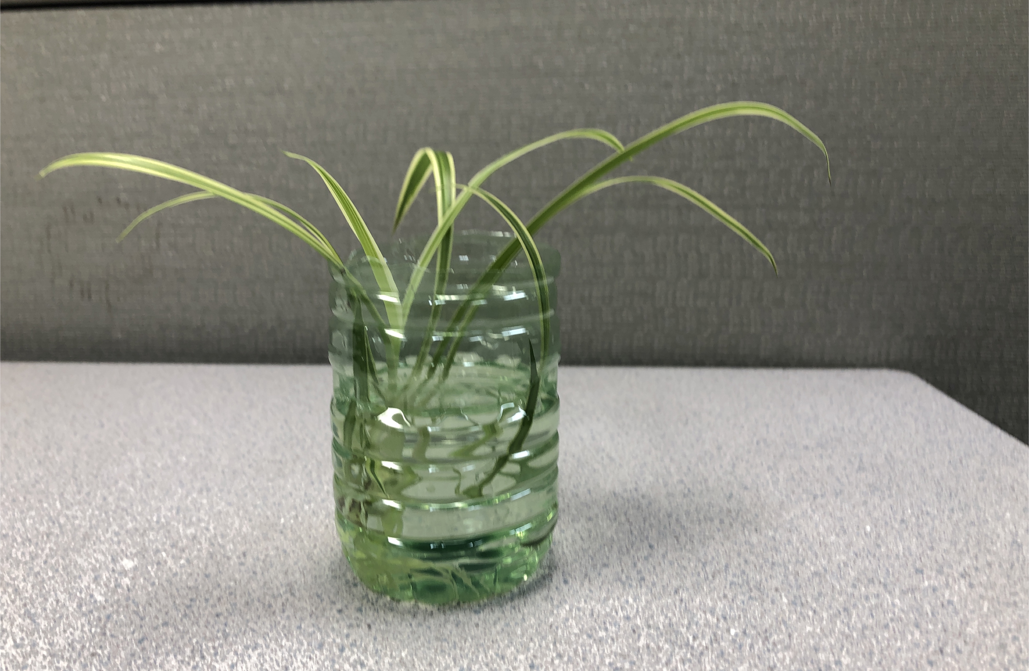 🧡two small Spider Plant with roots thumbnail