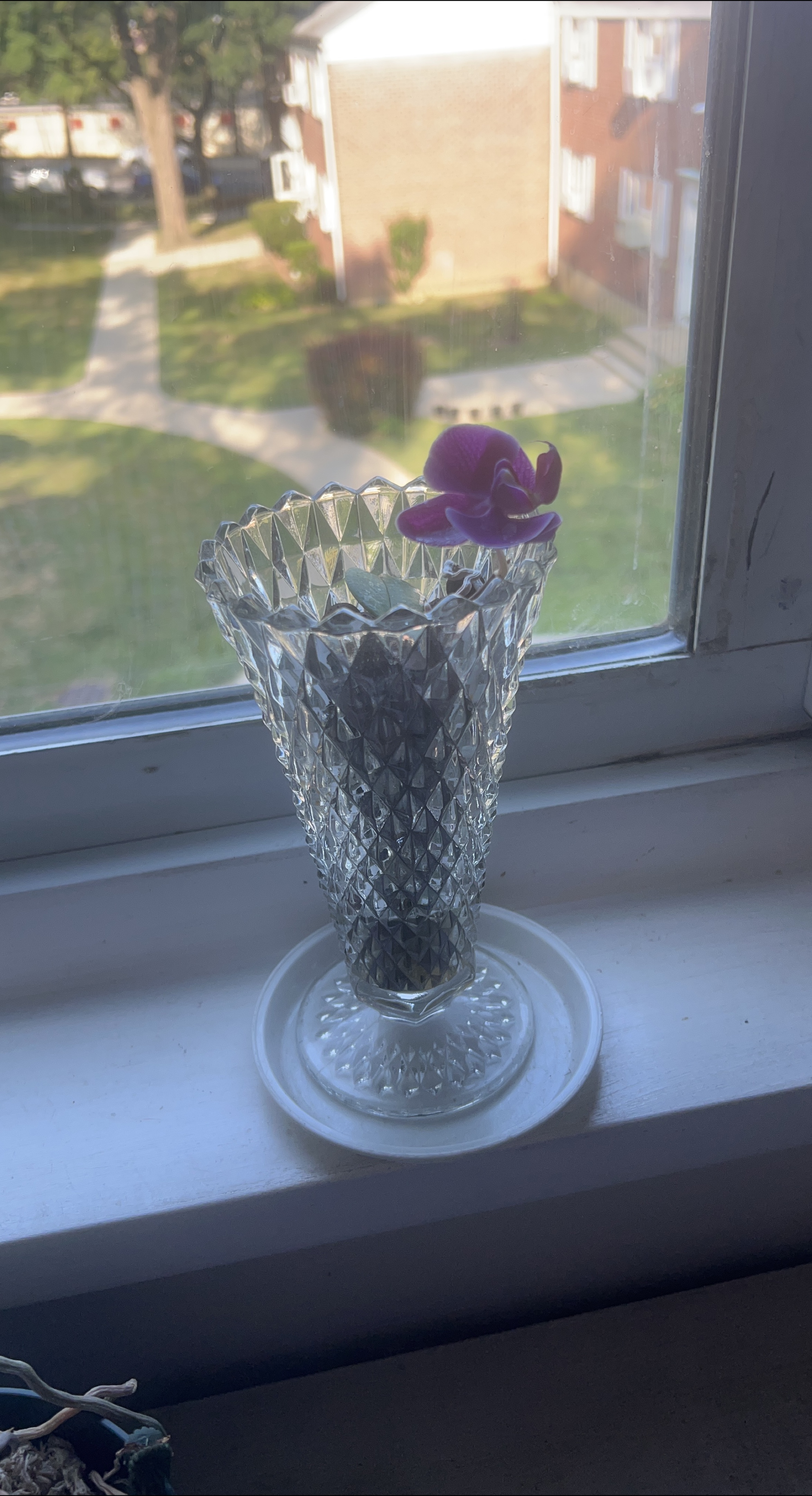 🧡 Bingo - Crystal Vase with Orchid Flower thumbnail