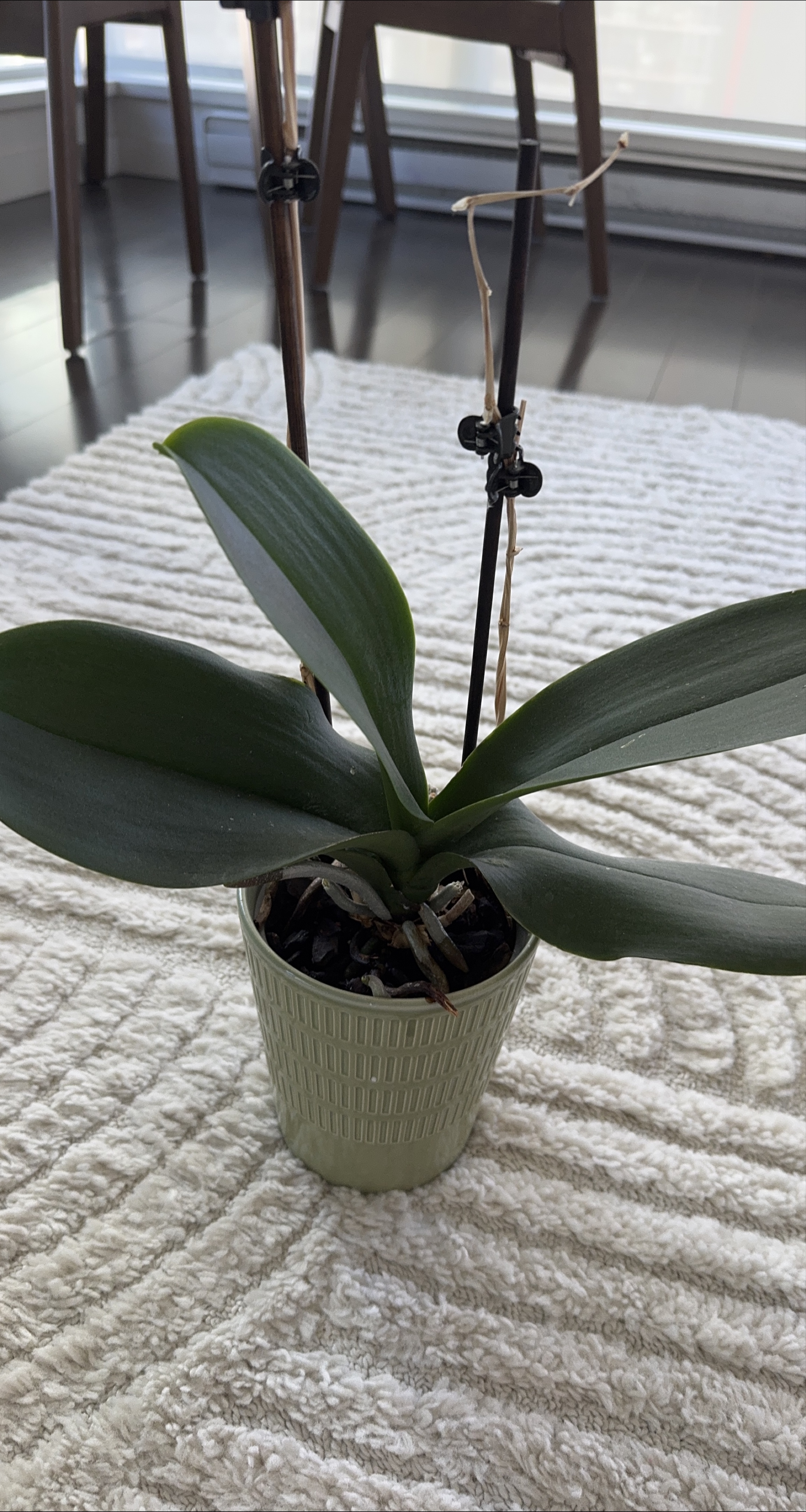 Orchid Plant thumbnail