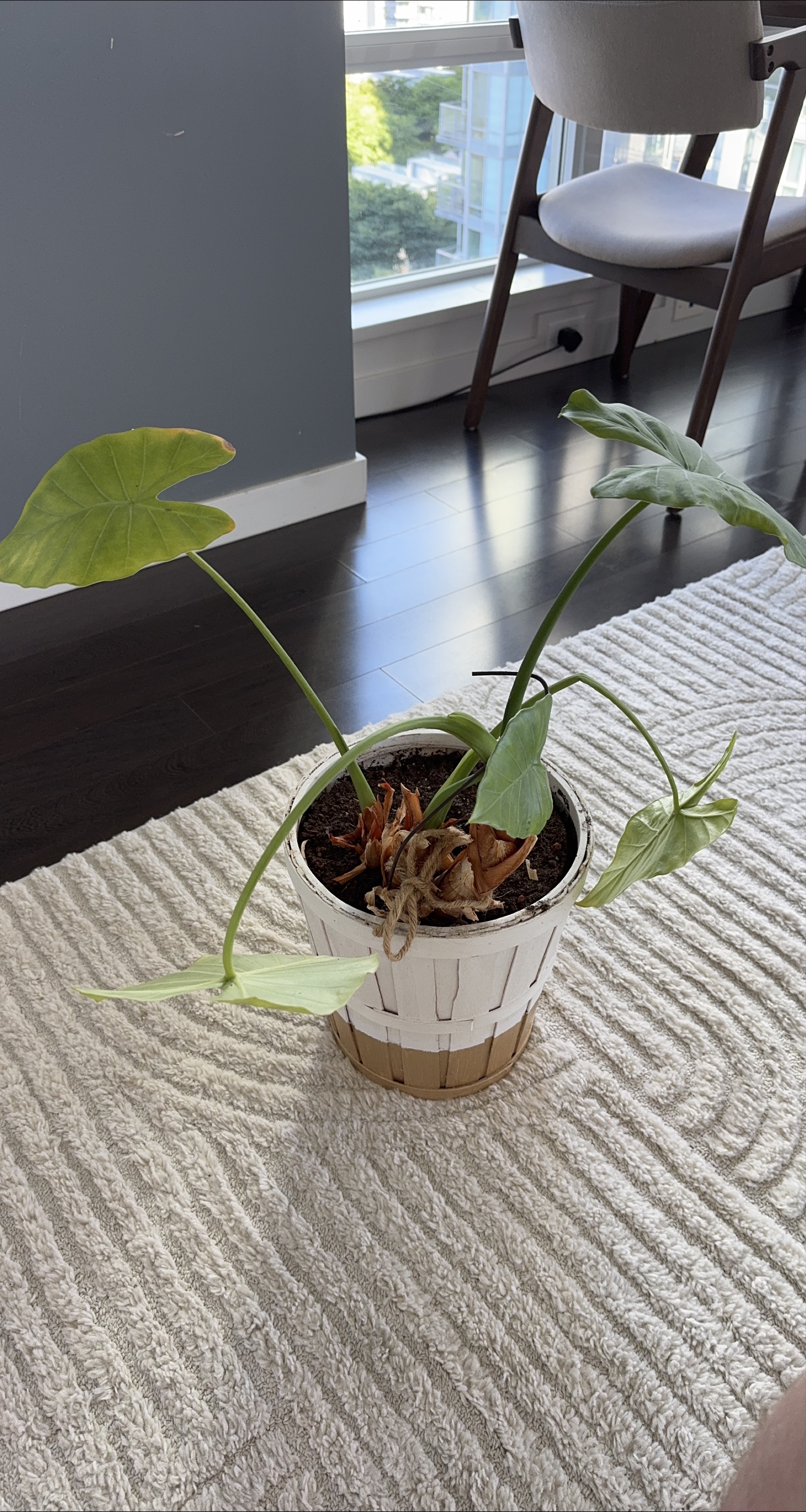 Potted Elephant Ear Plant thumbnail