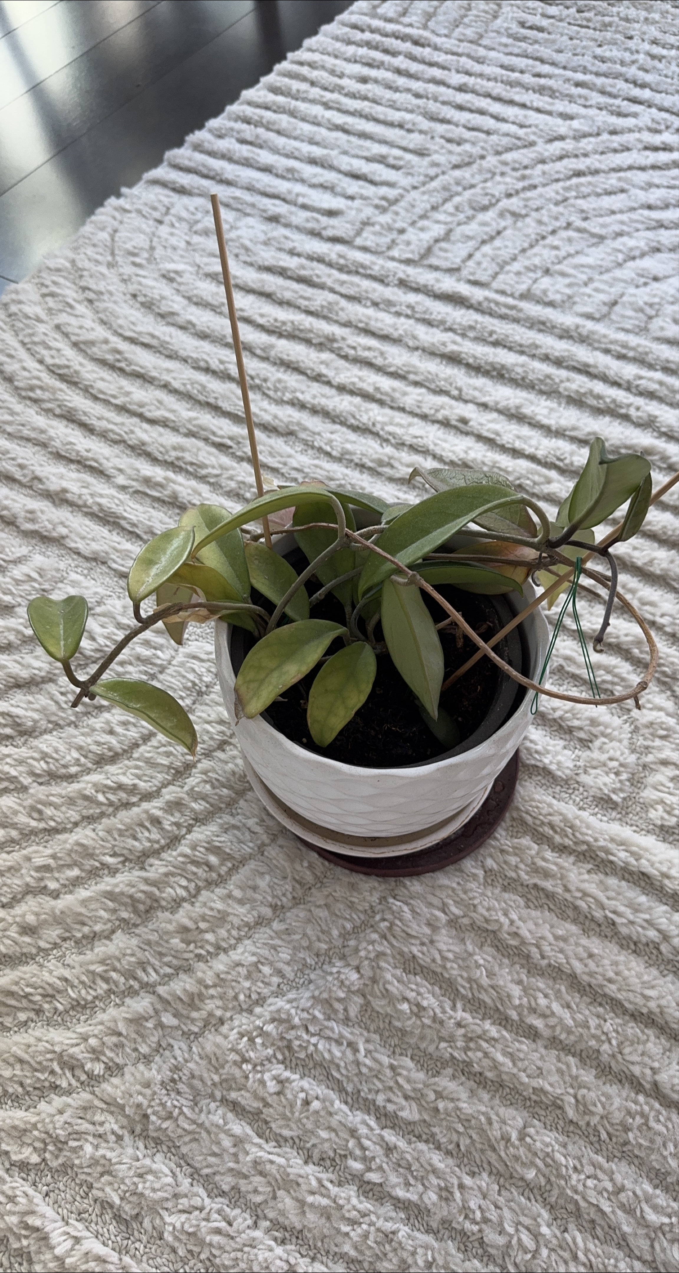 Plant in White Pot image indicator(1)