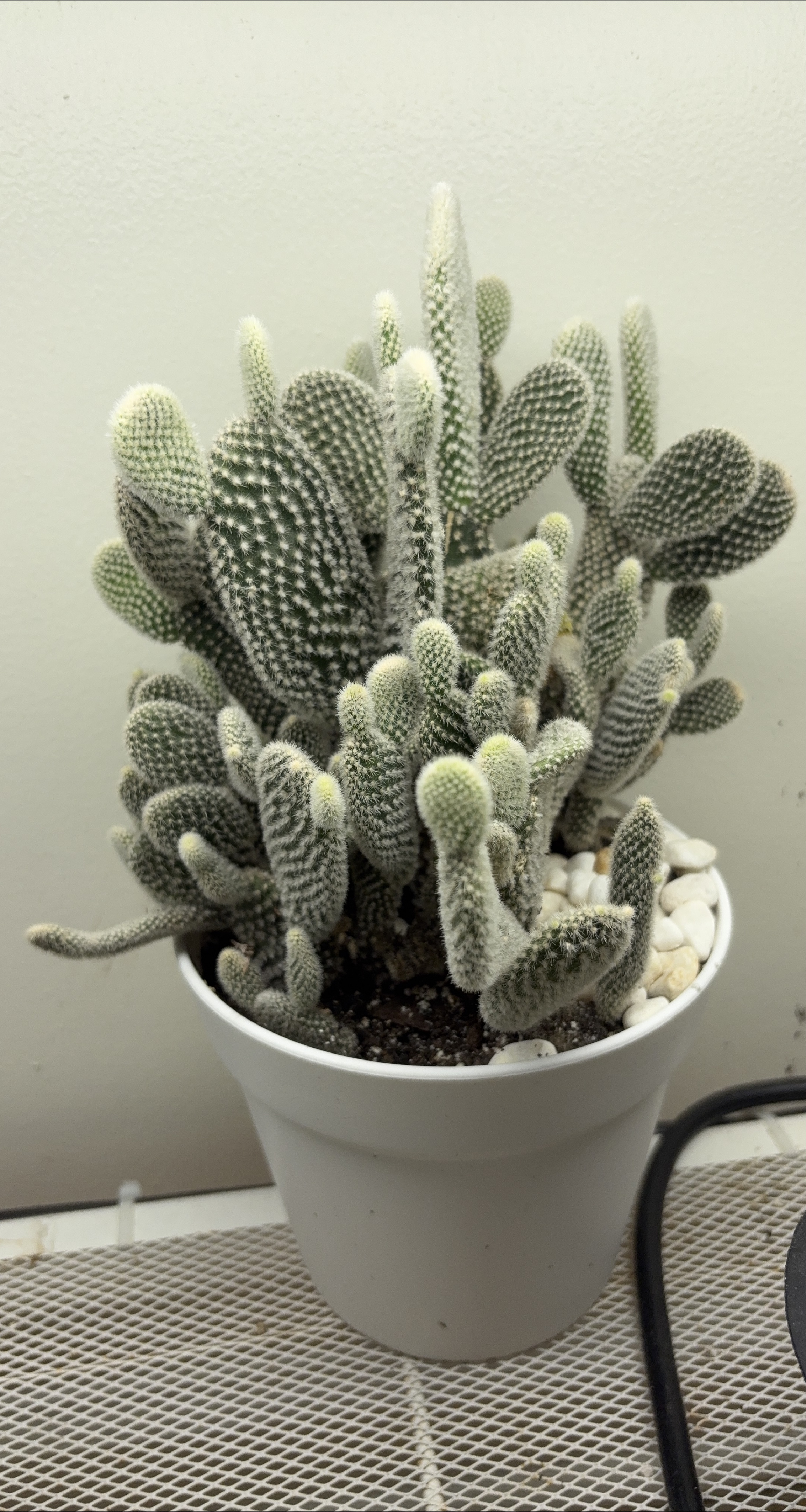 Bunny Ear Cactus Plant thumbnail