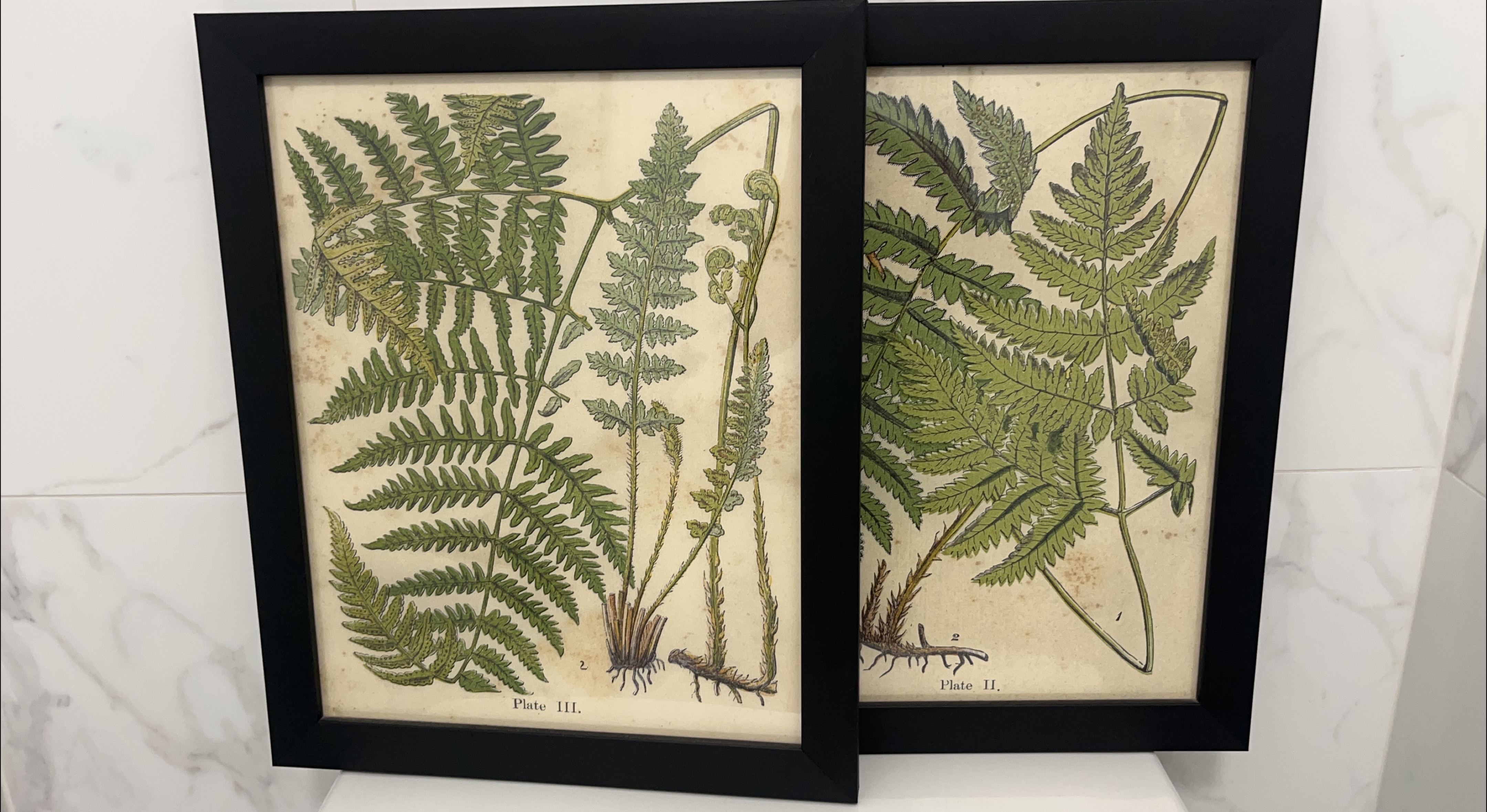 🥕 Framed Botanical Prints - Set of 2 thumbnail