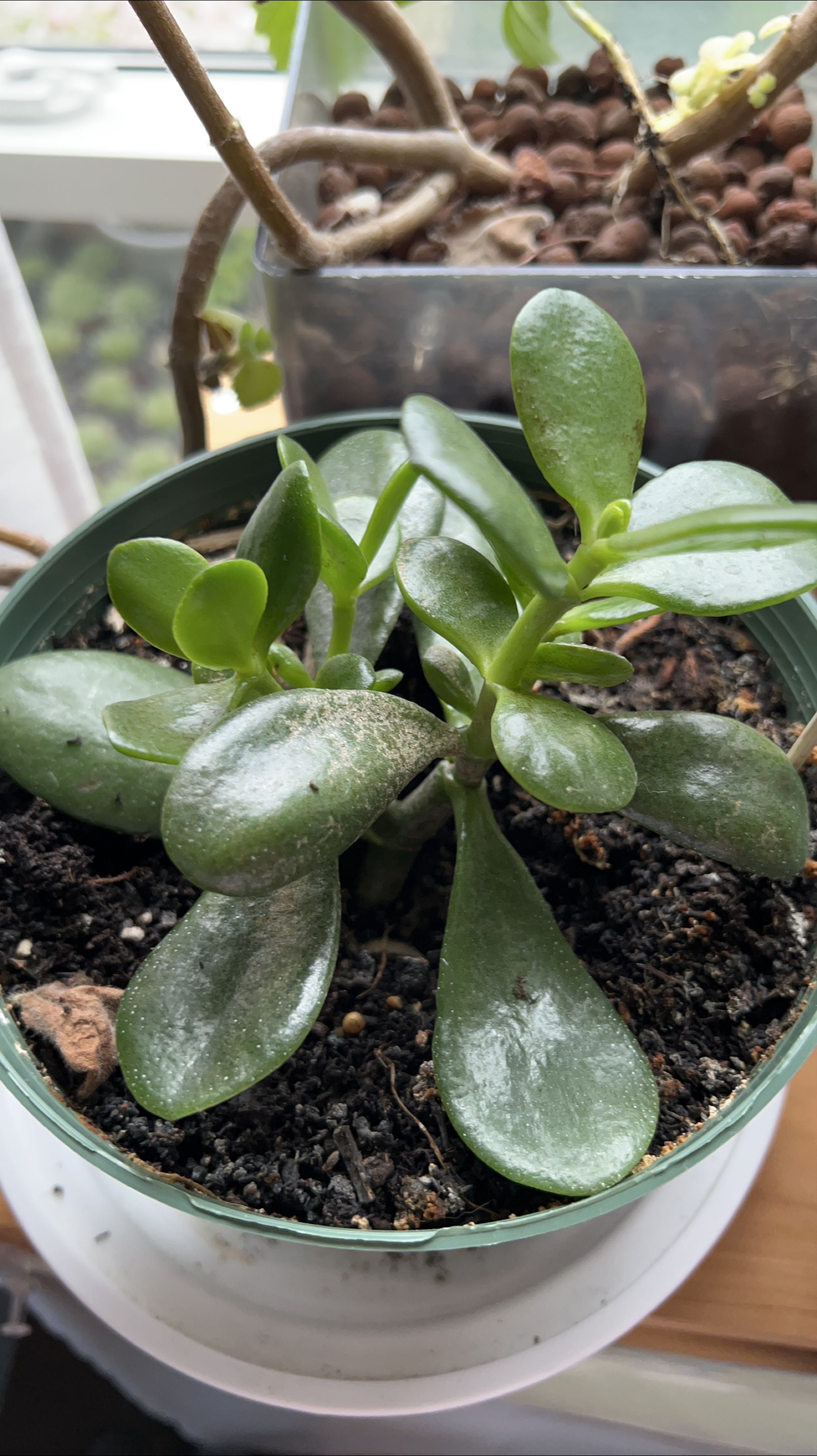 Potted Jade Plant thumbnail