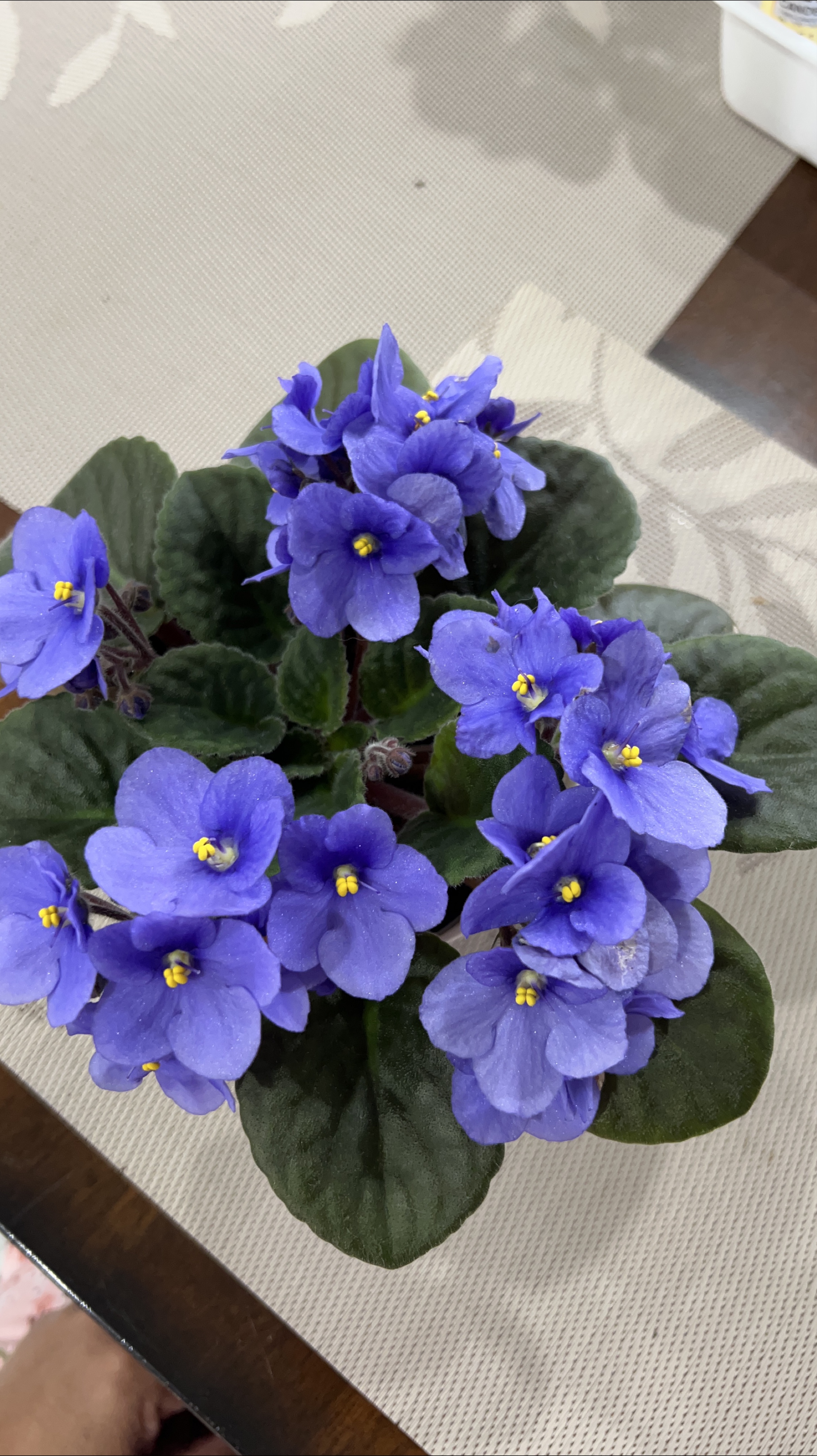 African Violet Plant thumbnail