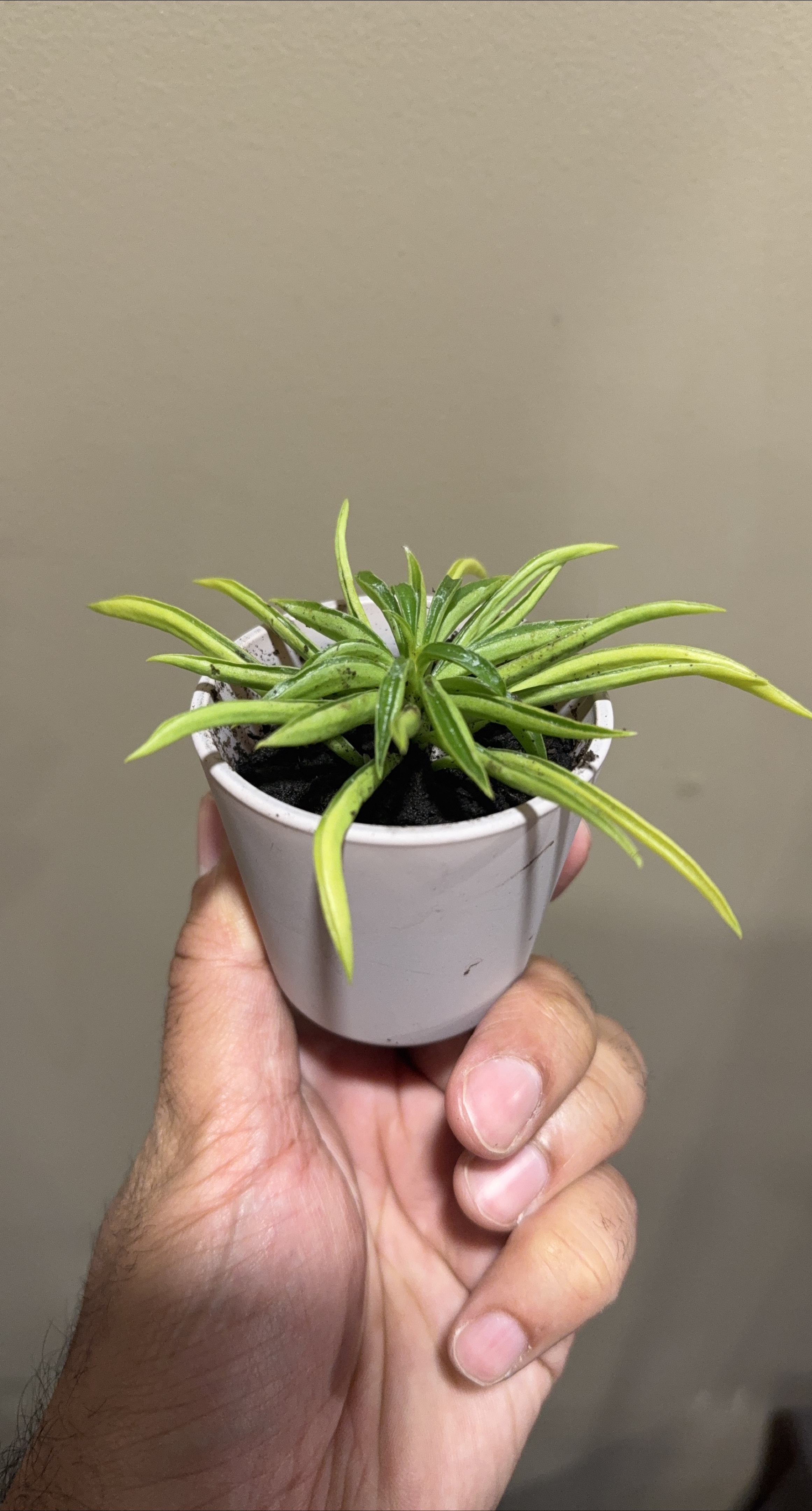 Potted Spider Plant thumbnail