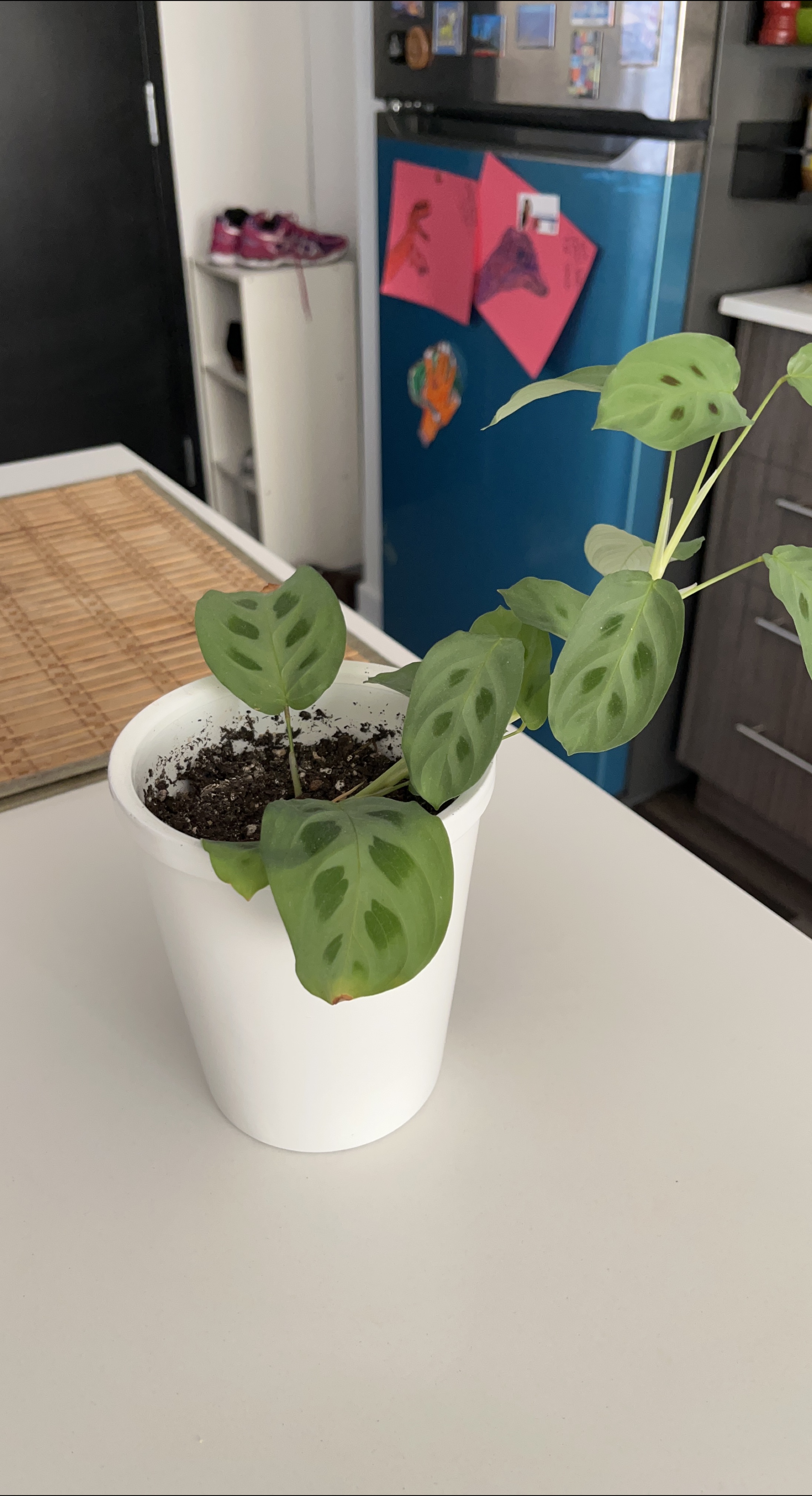 Prayer Plant in White Pot thumbnail