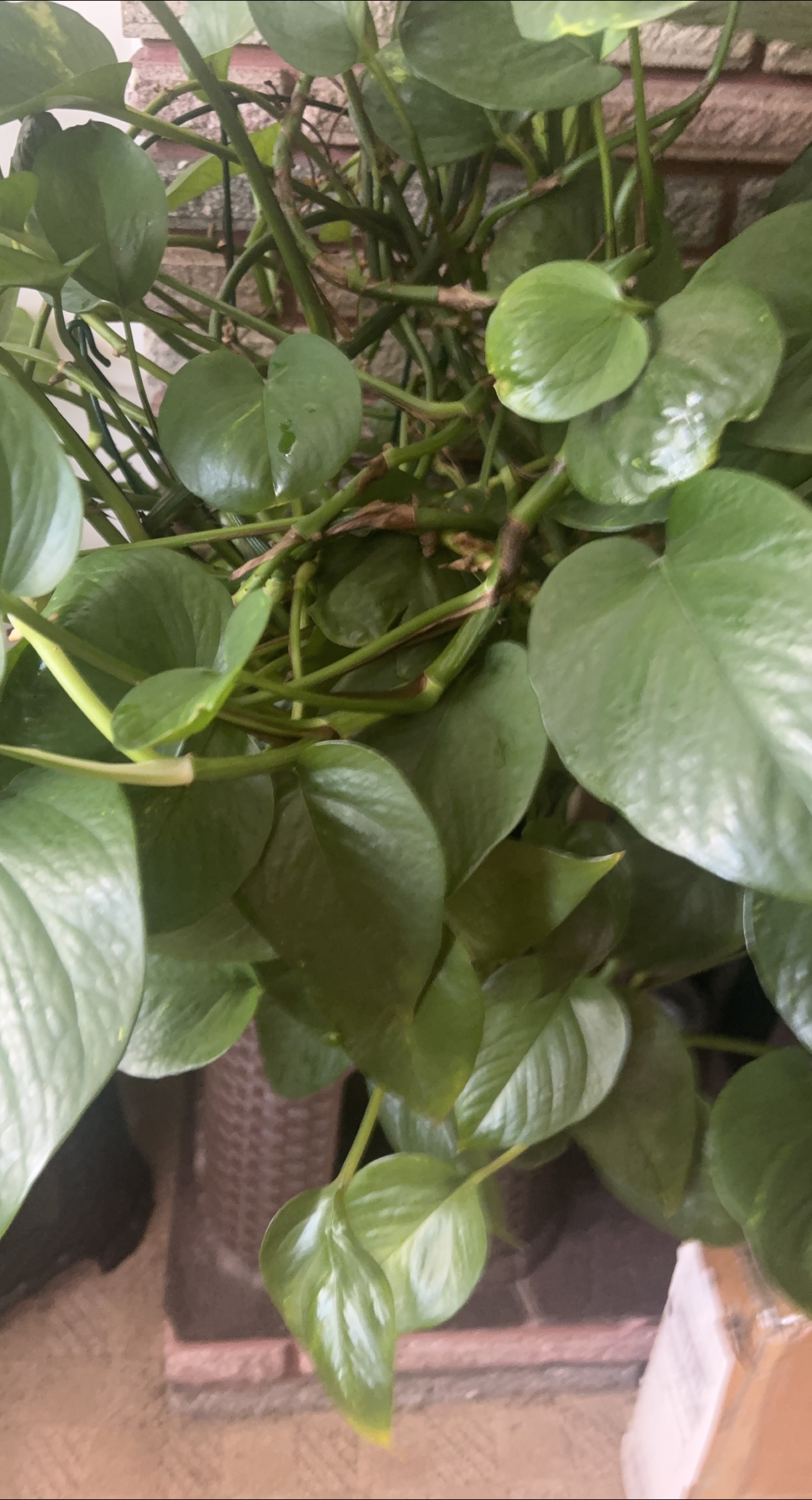 Potted  Plant thumbnail