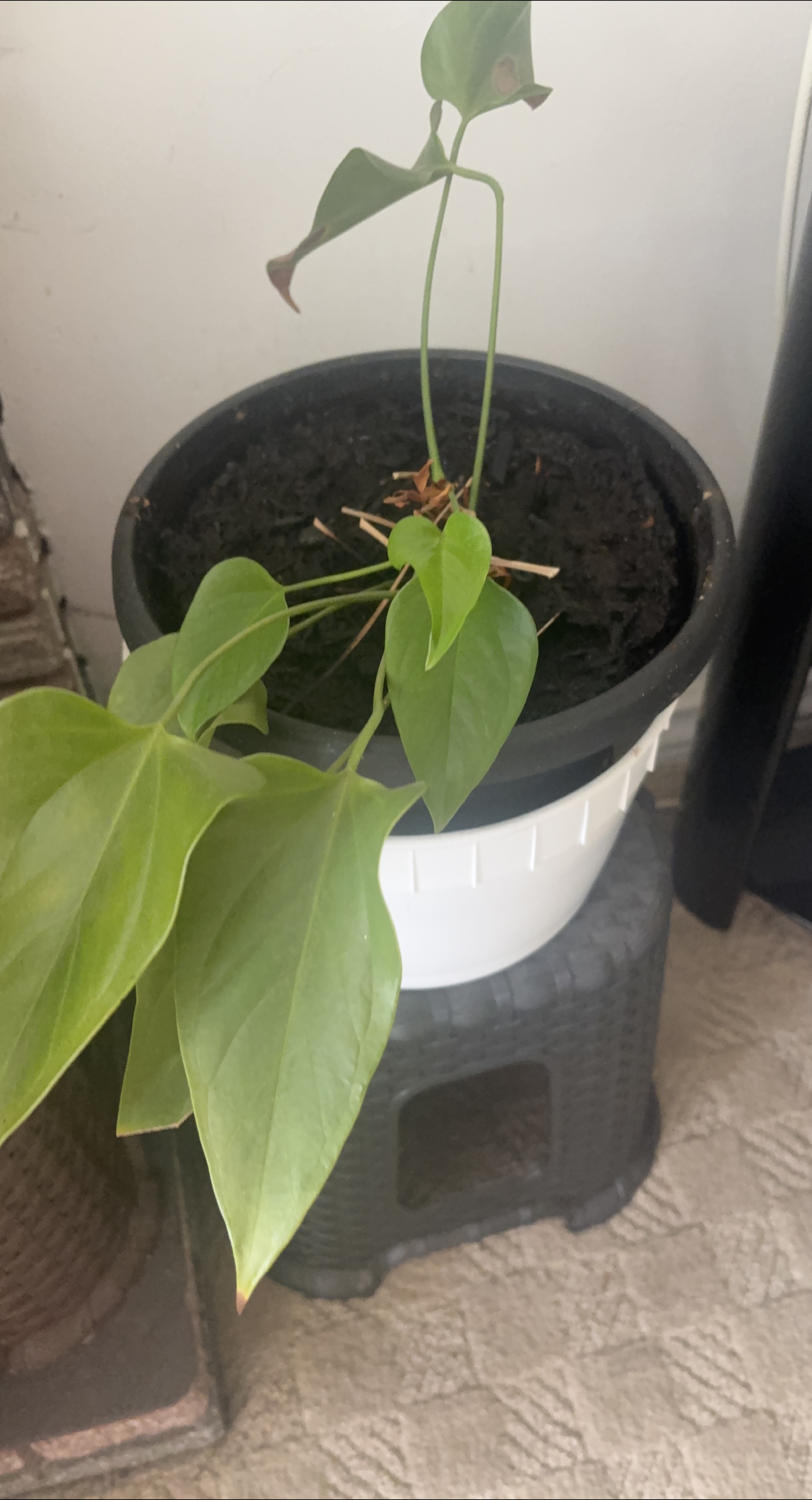 Potted Anthurium Plant thumbnail