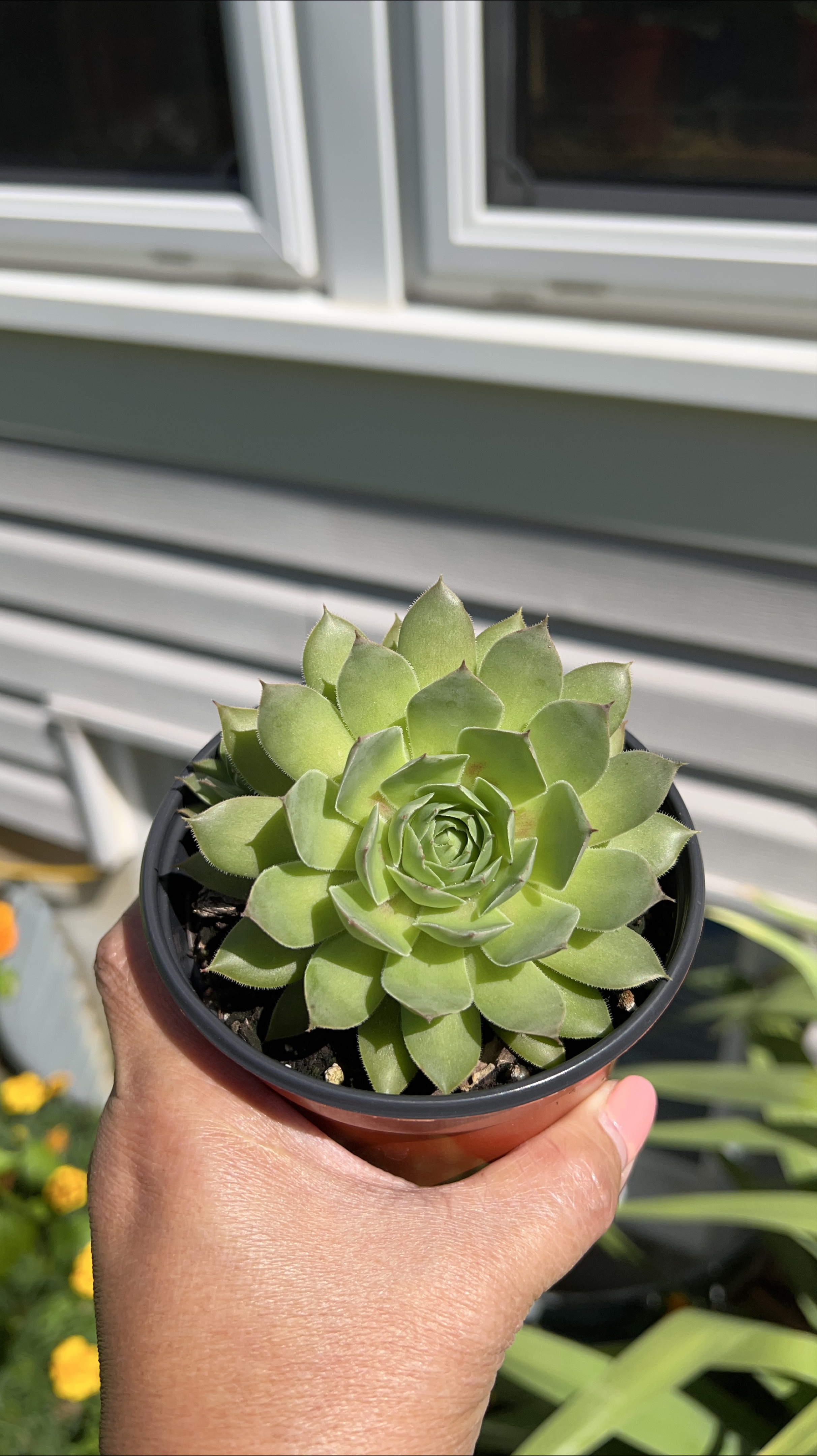 Hen and Chicks Succulent Plant thumbnail