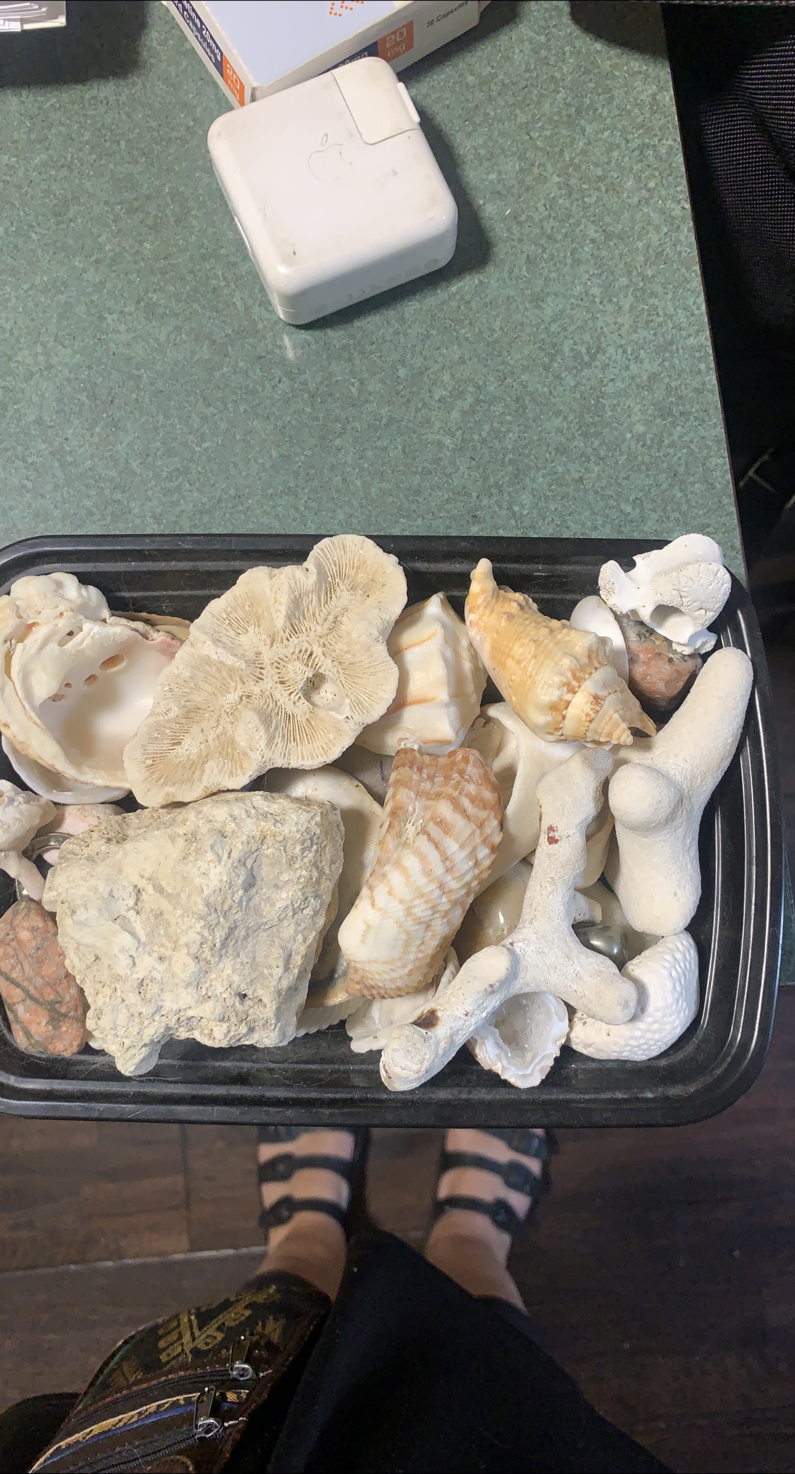 Seashell and Coral Collection thumbnail