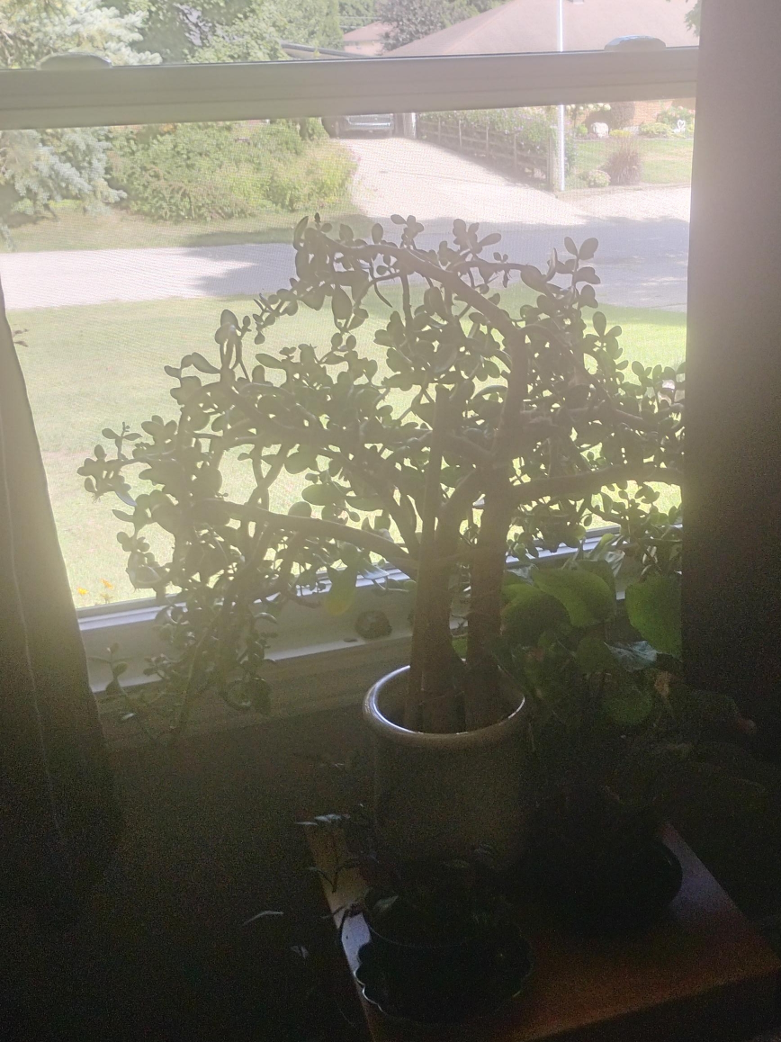 Potted Jade Plant