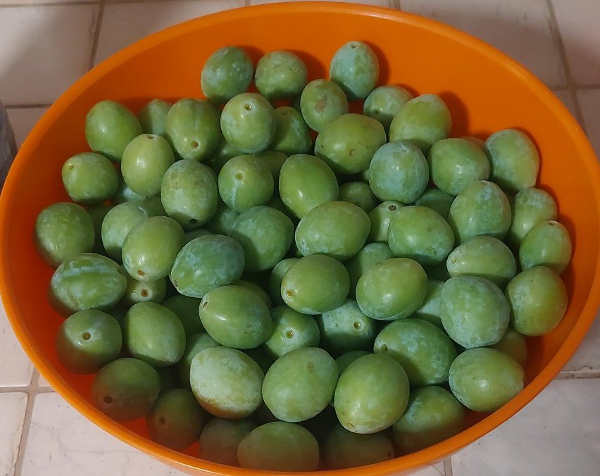 Fresh Green Plums thumbnail