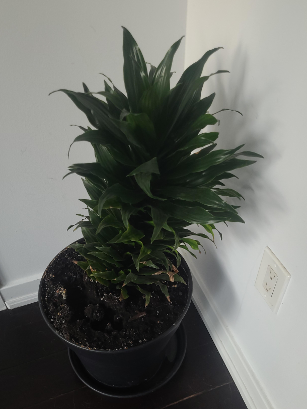 Potted Houseplant