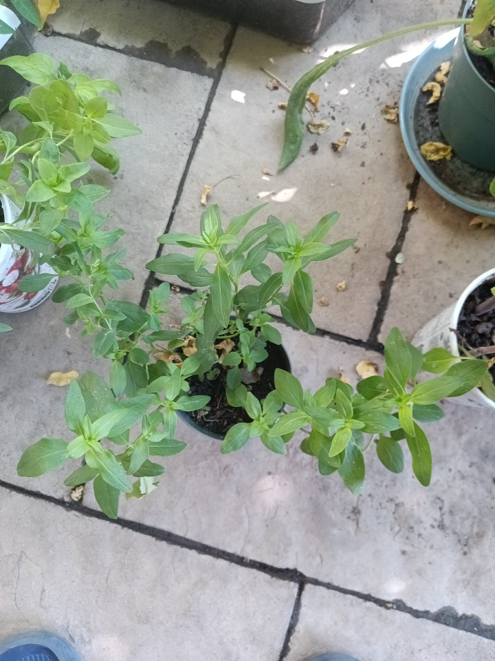 mature basil pot