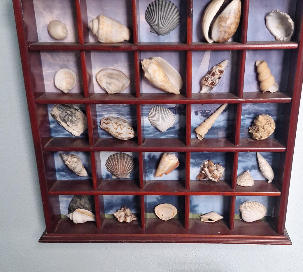Seashell Display Case thumbnail