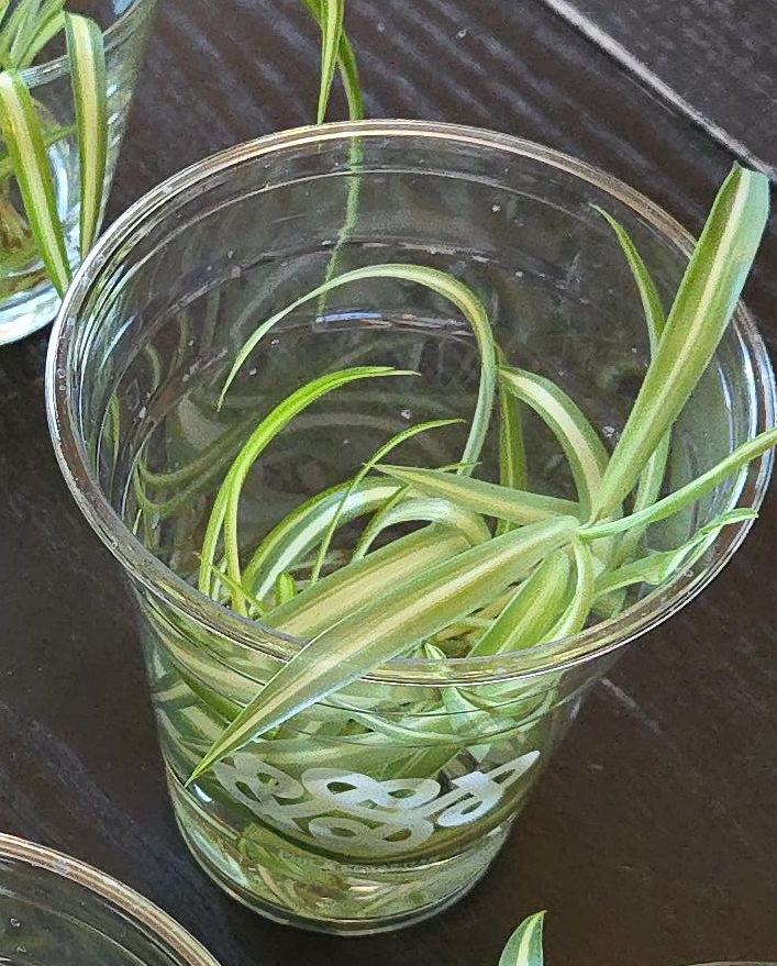 Spider Plant Cuttings