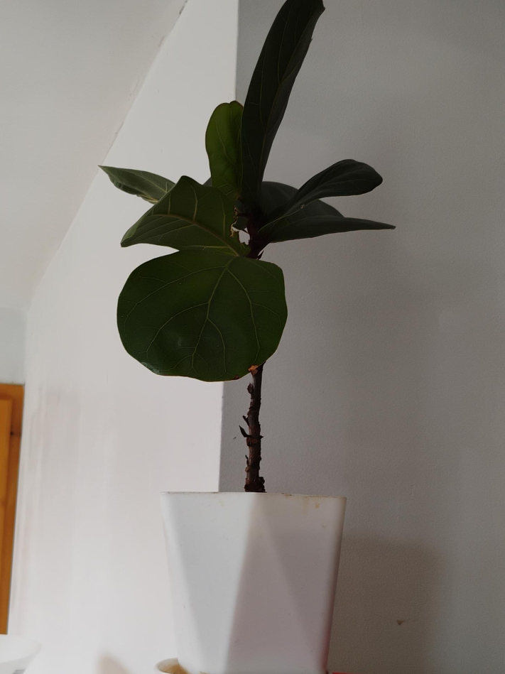 Fiddle Leaf Fig Plant thumbnail