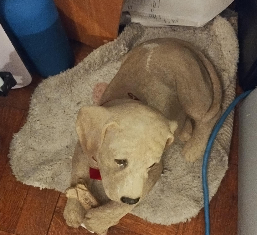 Dog Statue on Bed thumbnail