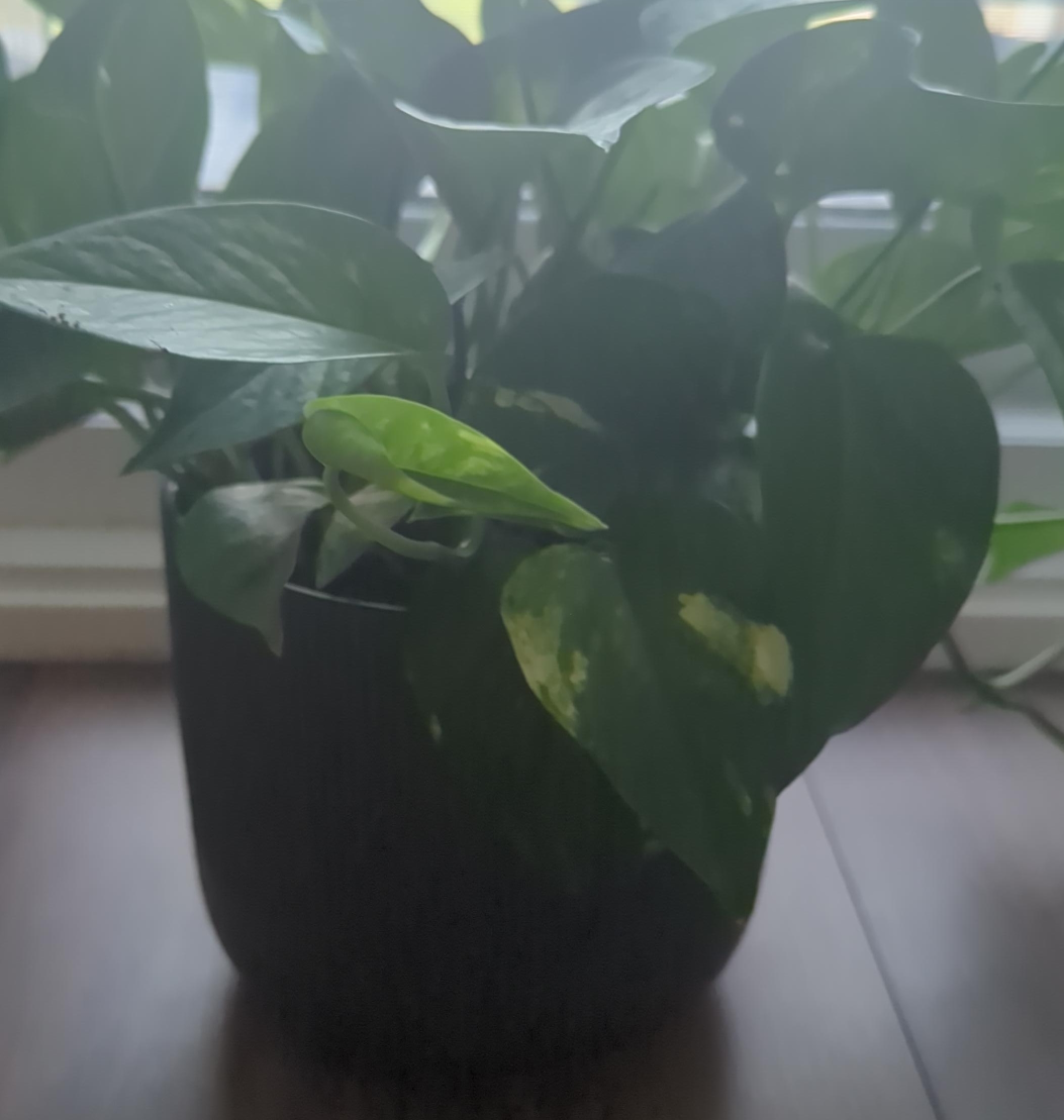 Pothos Plant with a Pot thumbnail