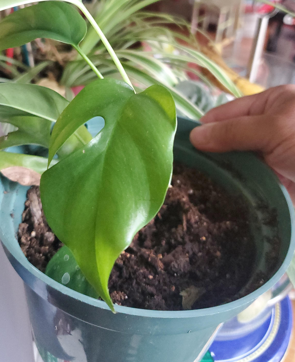 Monstera Adansonii Plant thumbnail