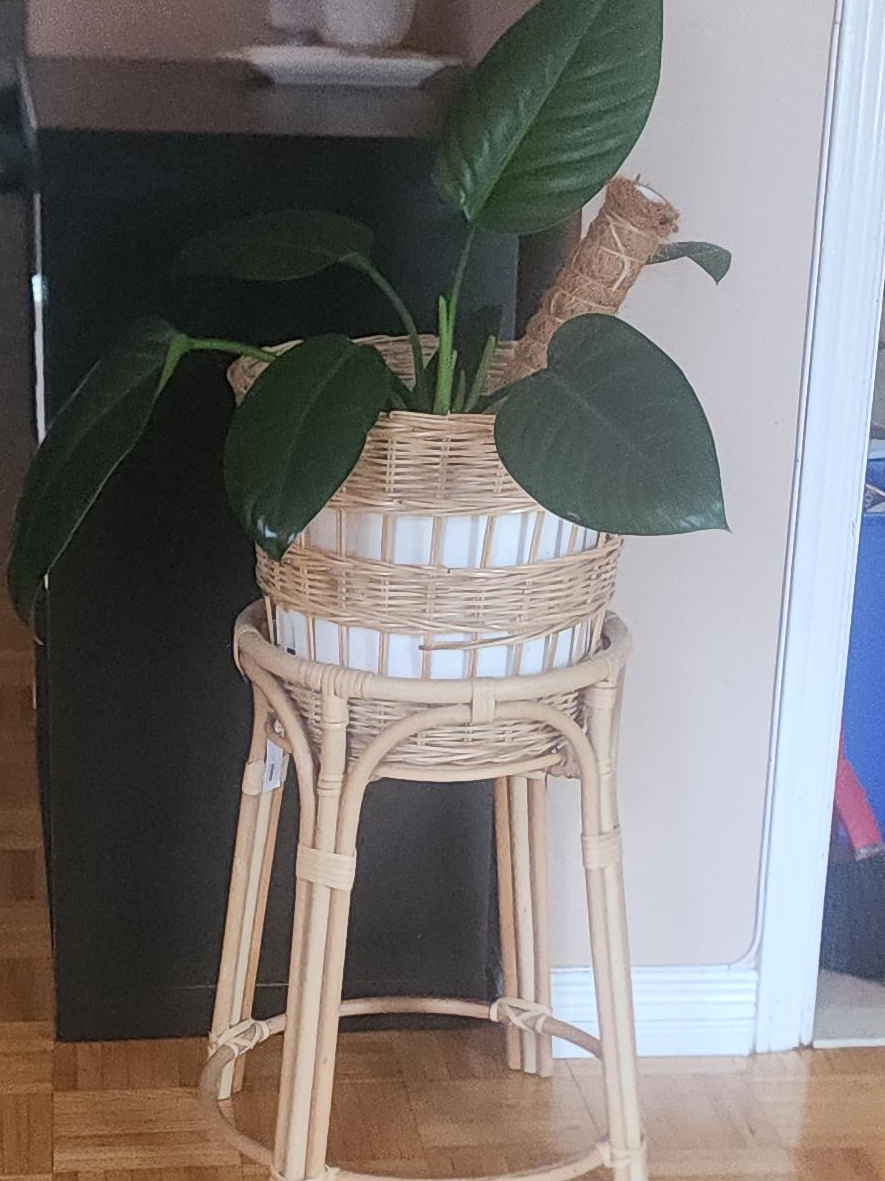 Plants stand, including potted plant