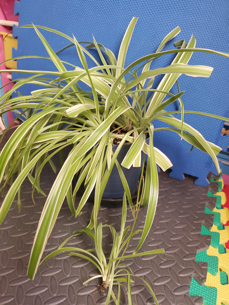 Spider Plant with Pup image indicator(1)