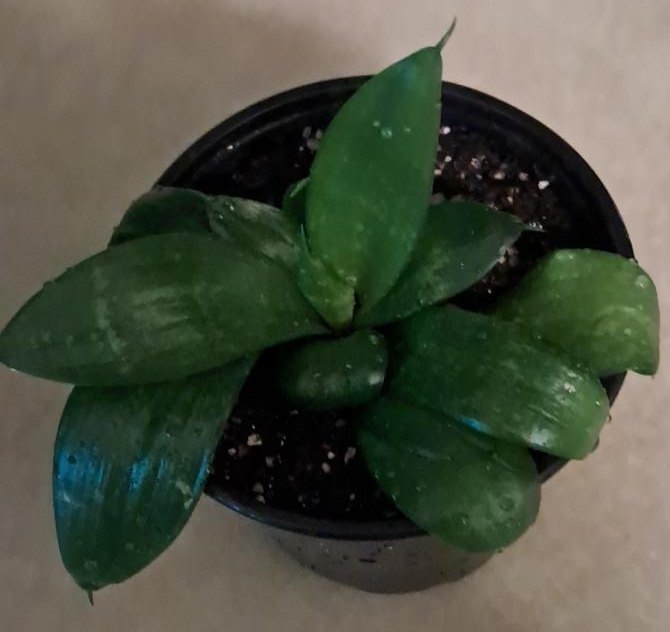 Sansevieria Hahnii Plant thumbnail