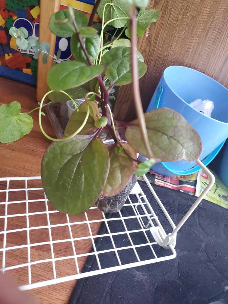 Malabar Spinach Plant thumbnail