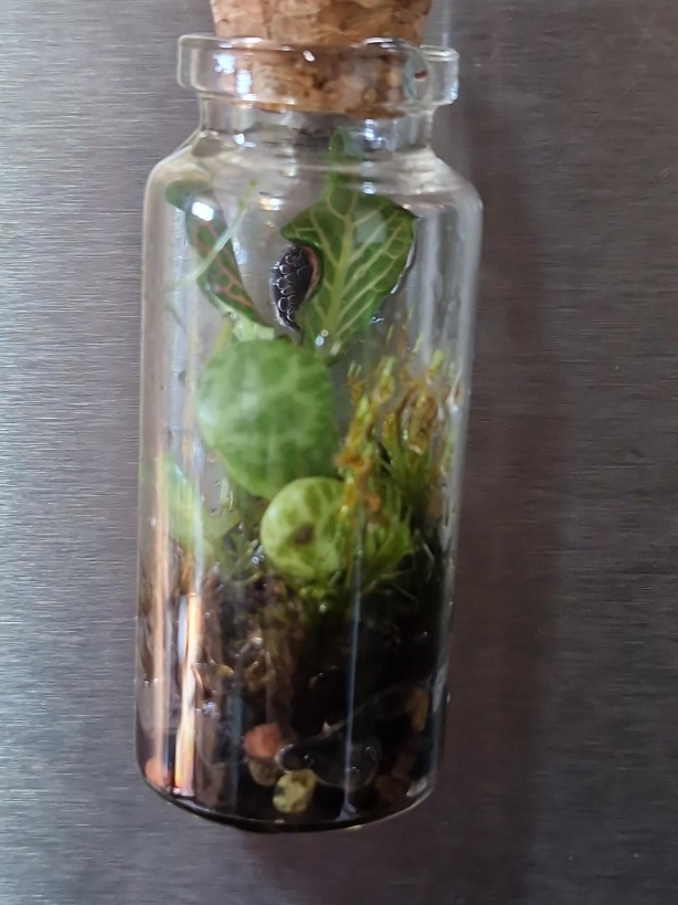 Mini terrarium bottle &  fridge magnet thumbnail