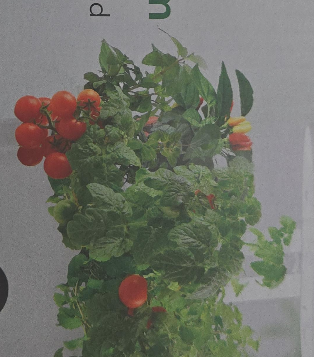 Tomato & Pepper Plant thumbnail