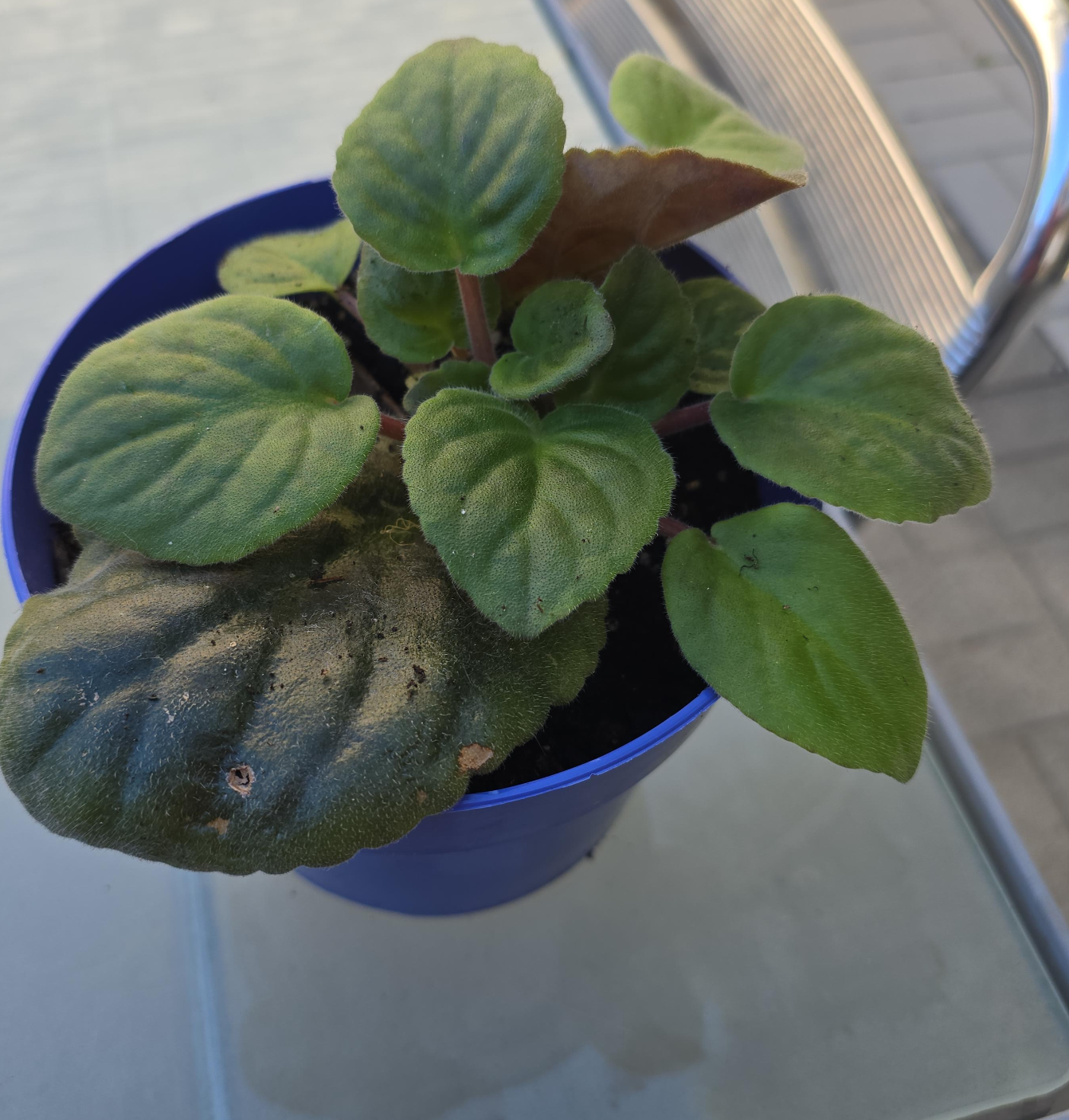 Potted African Violet image indicator(1)