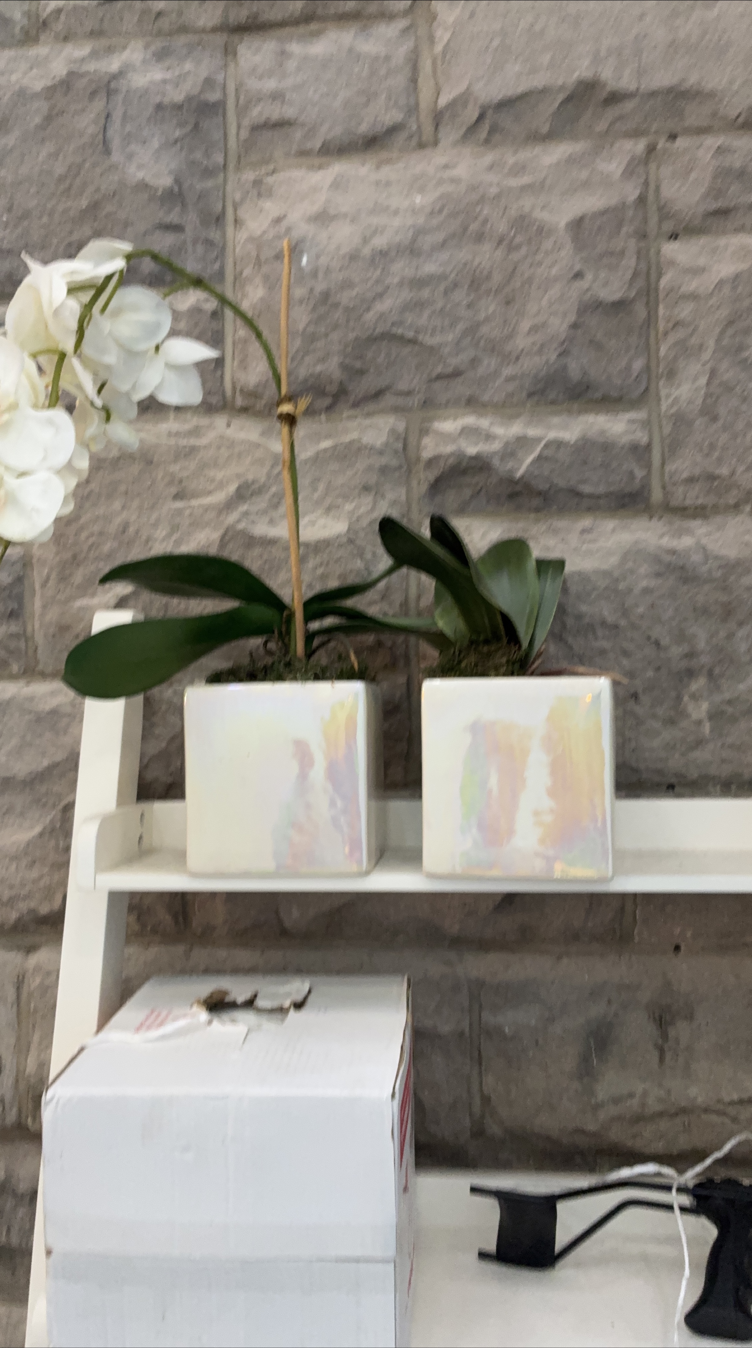 Potted Orchid Plant with Square Pot thumbnail