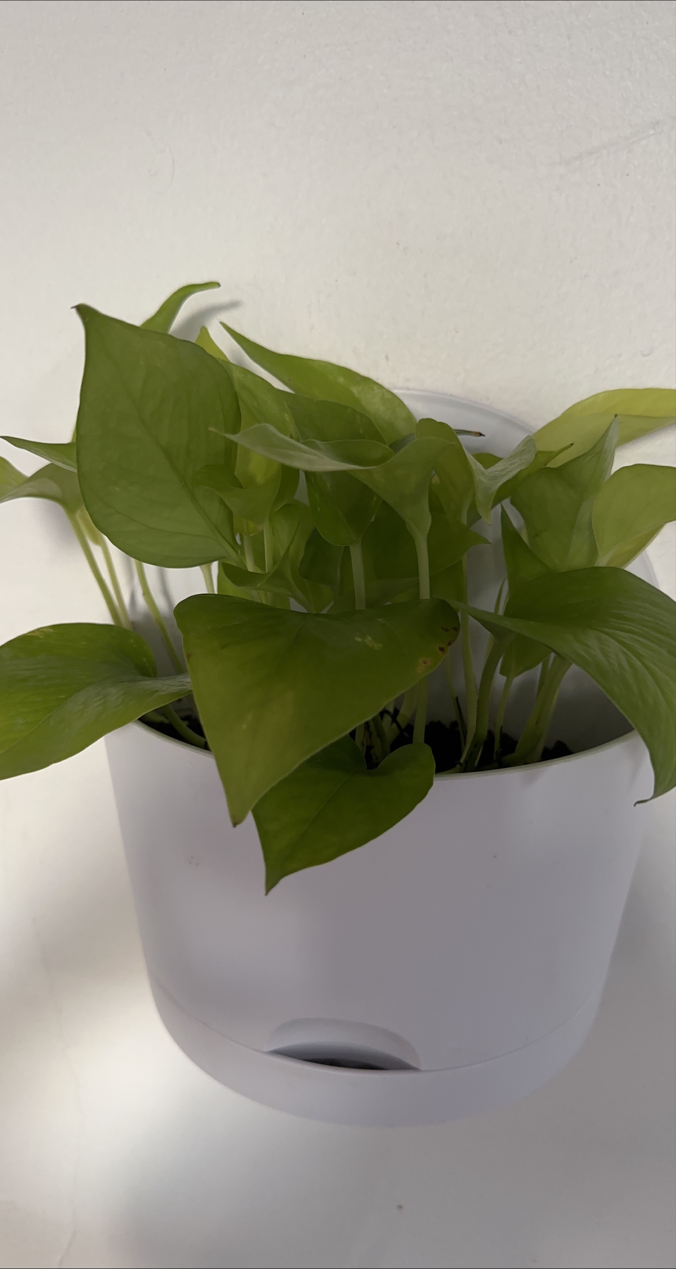 Healthy Green Pothos Plant in White Pot