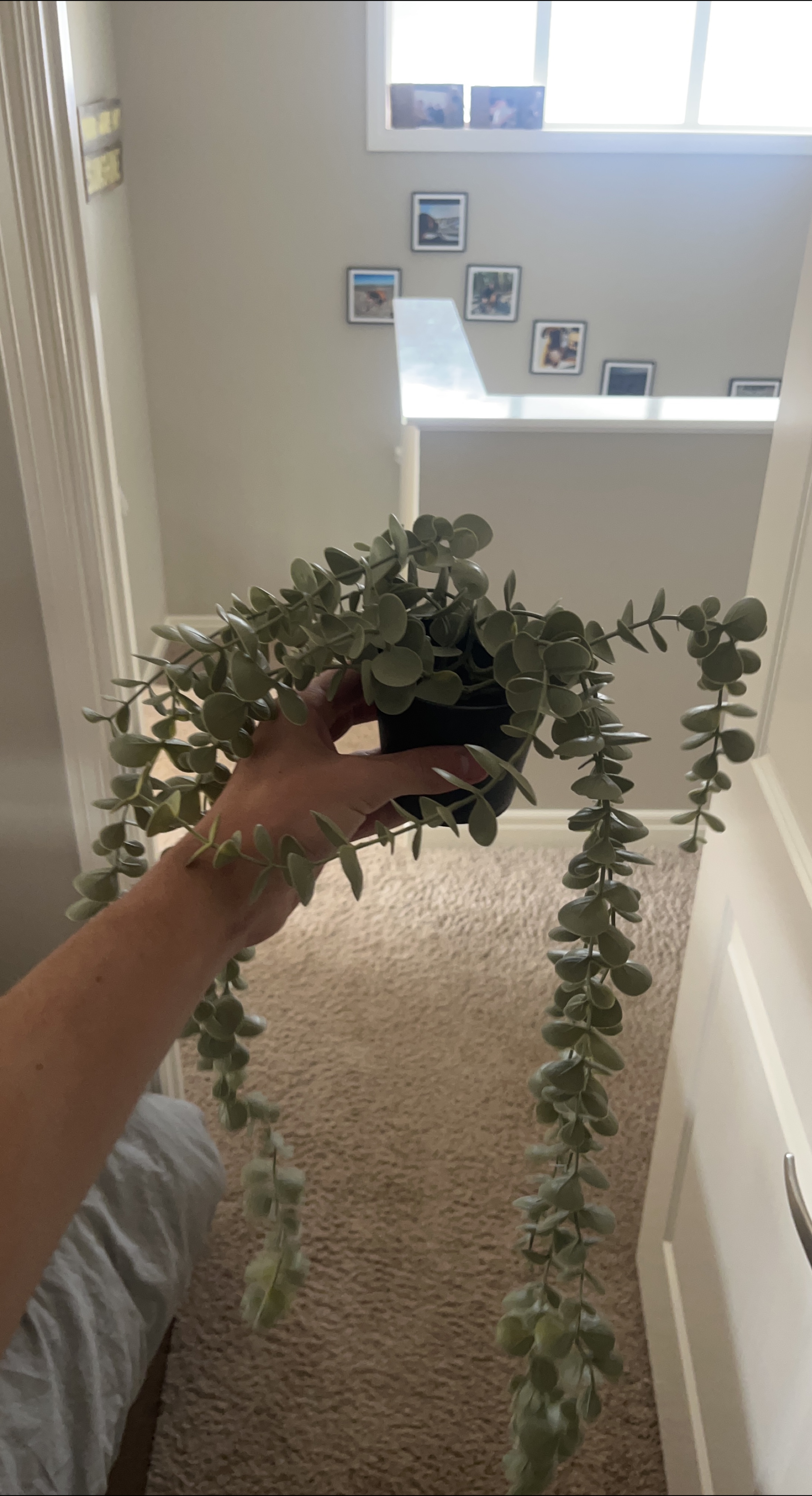 Artificial Eucalyptus Plant thumbnail