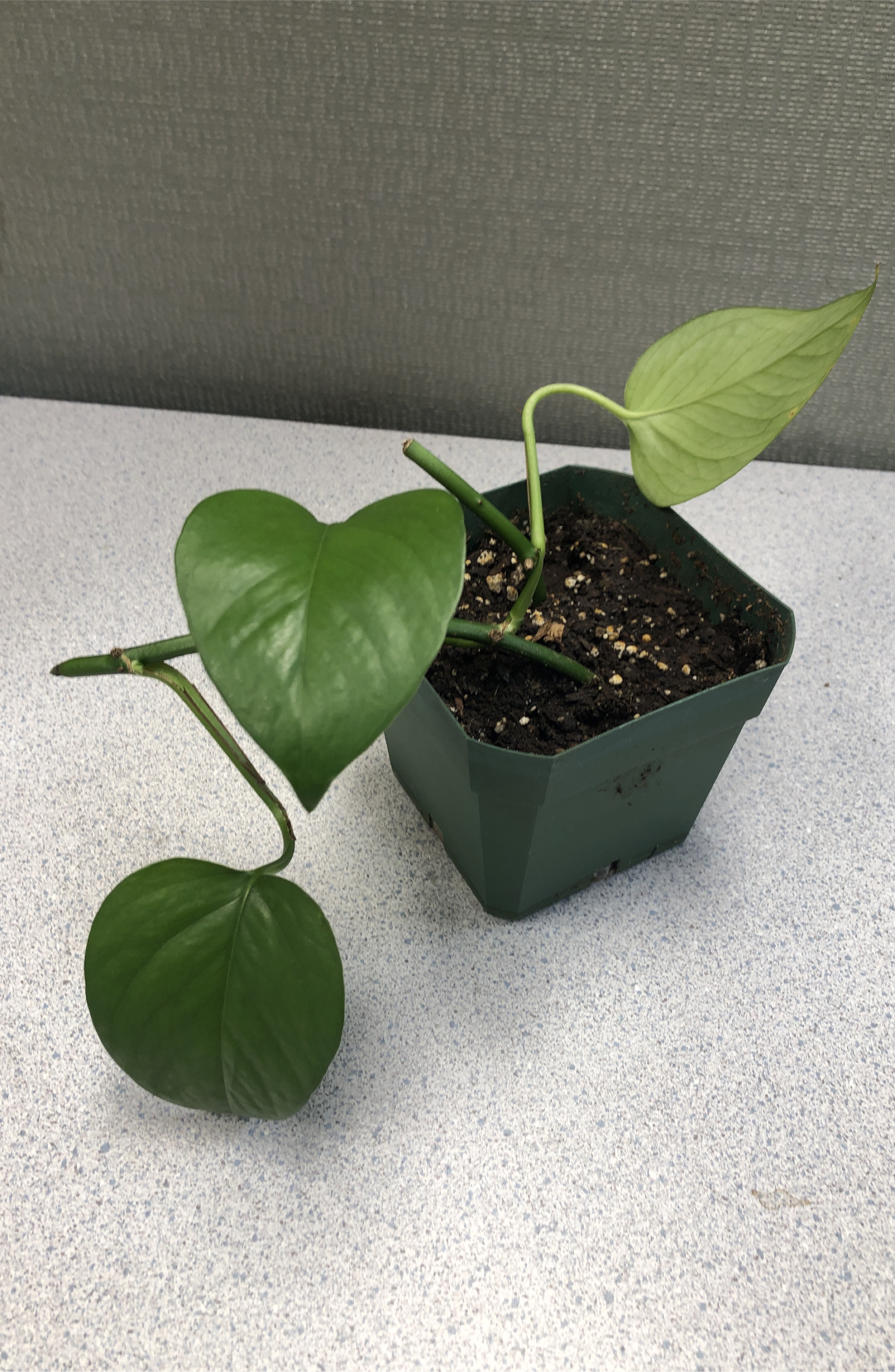 🥕Potted Pothos Plant 🪴 with two branches thumbnail