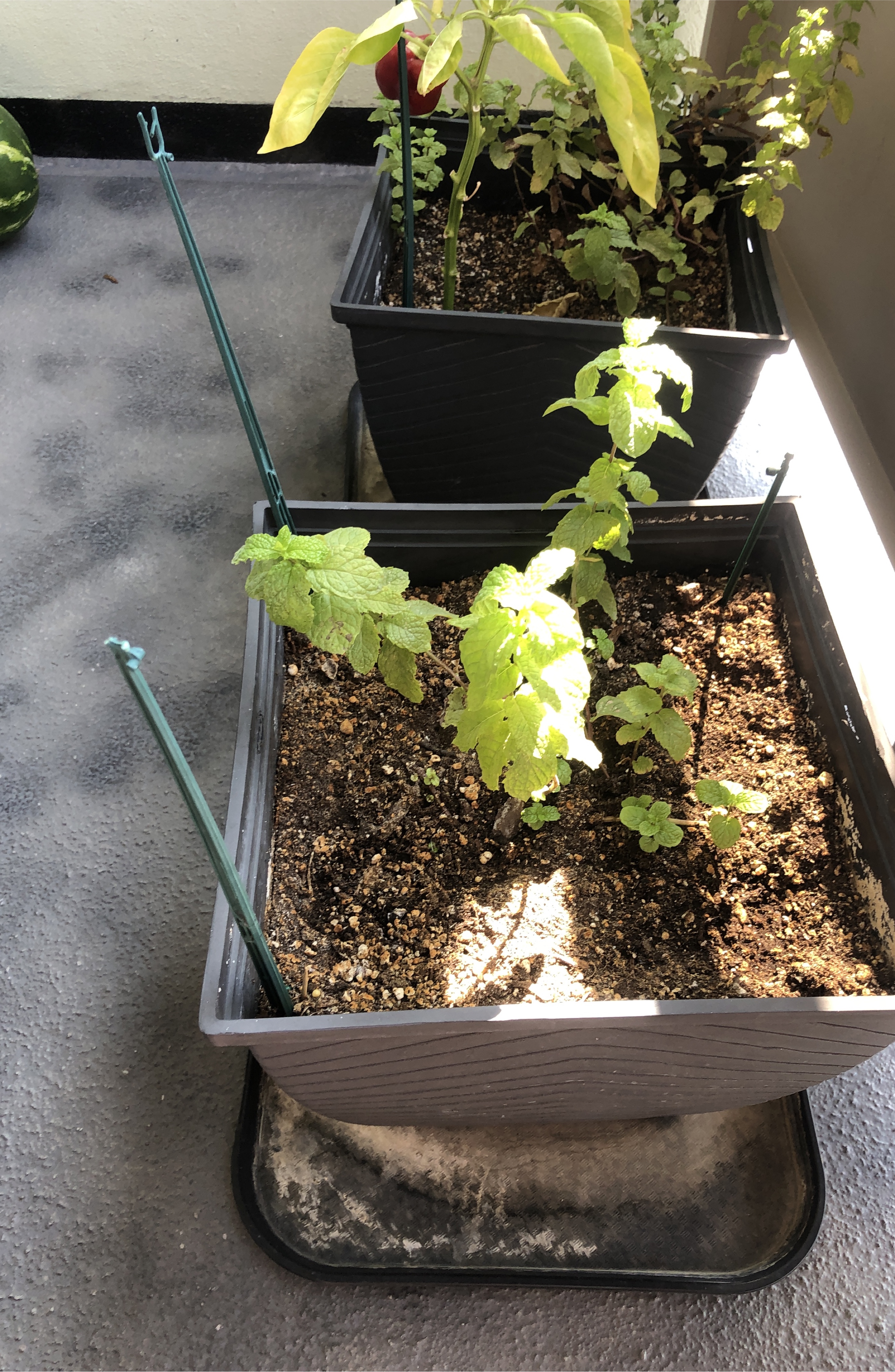 2 pots with soil and plants thumbnail
