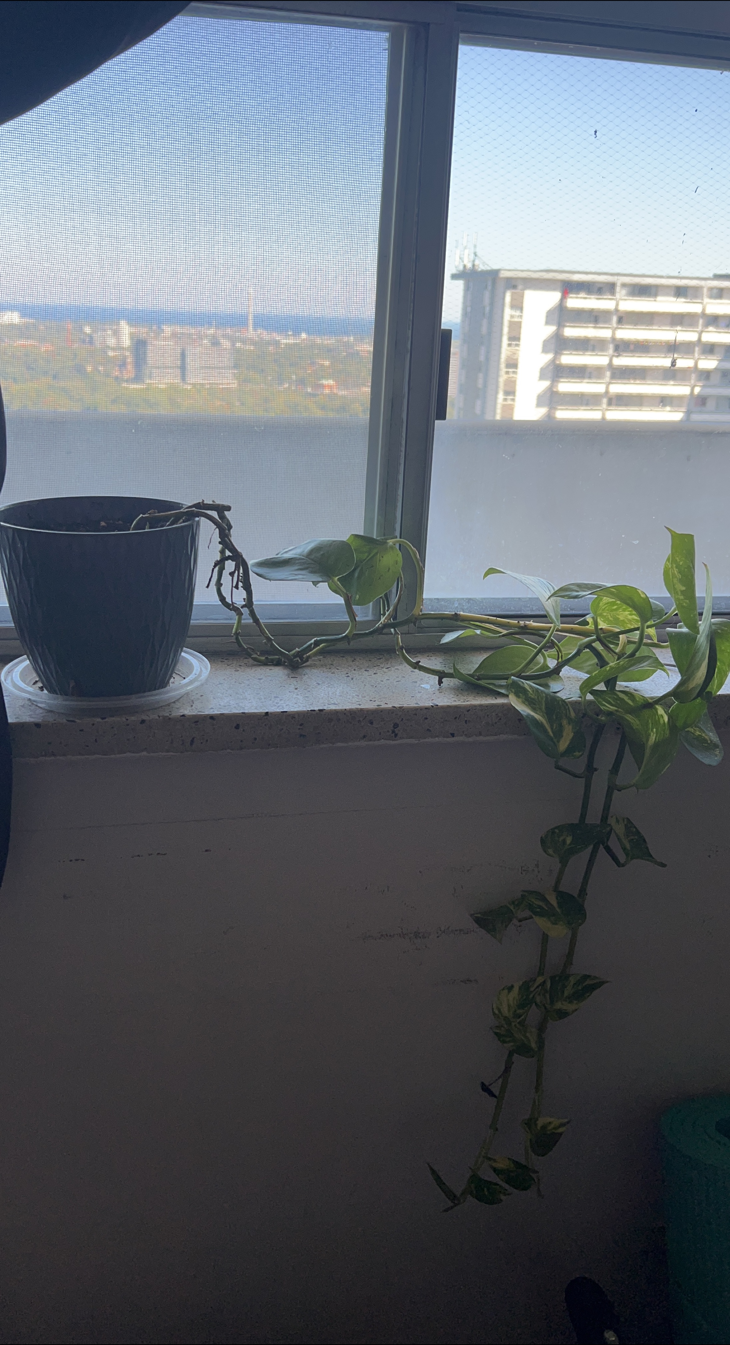 Potted Golden Pothos Plant thumbnail