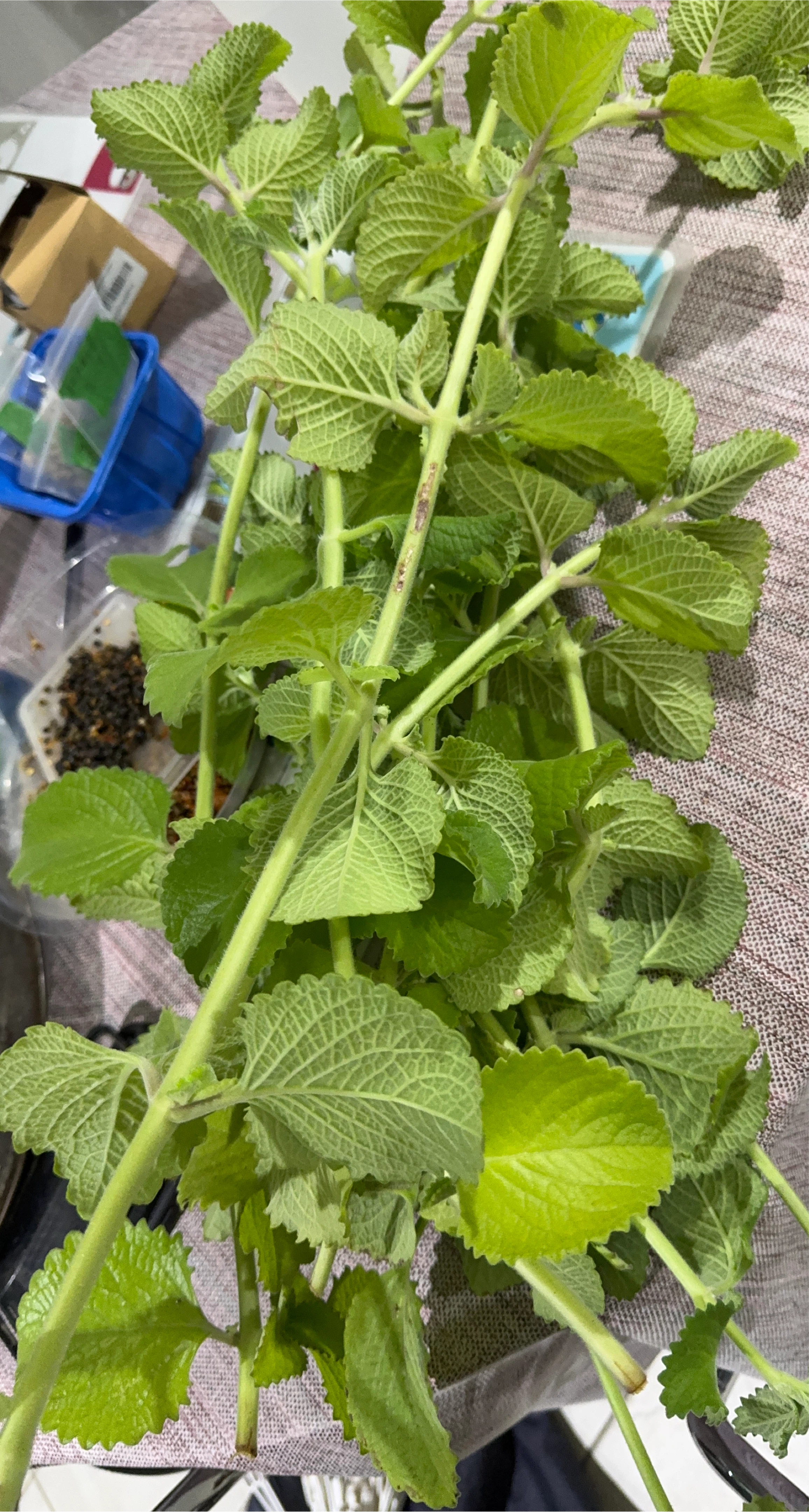 Free Broadleaf also known as big time thumbnail